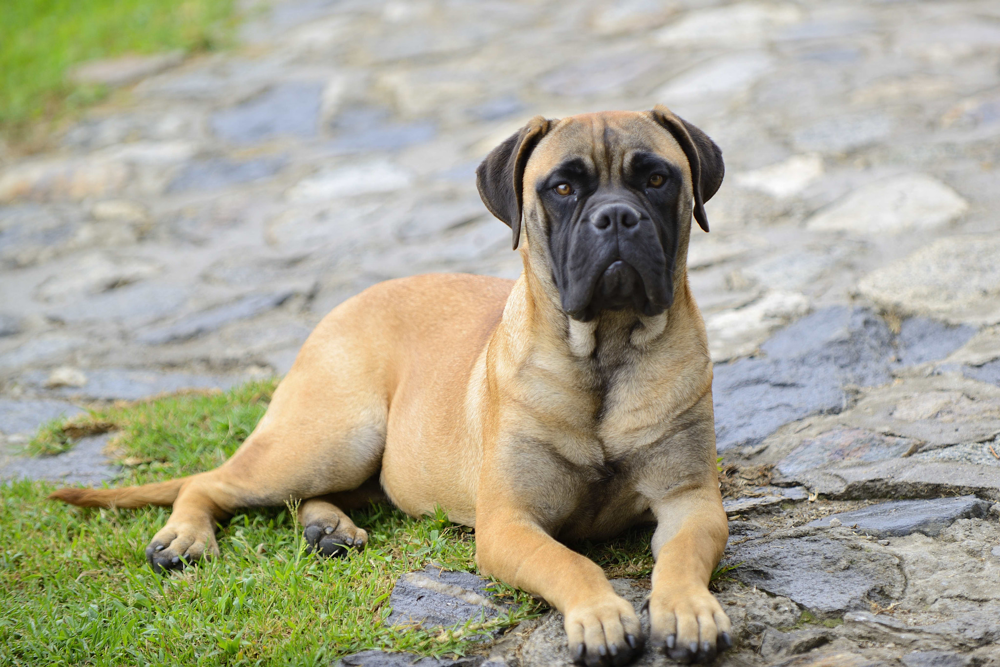 Nikon D800 sample photo. La cachorra... photography