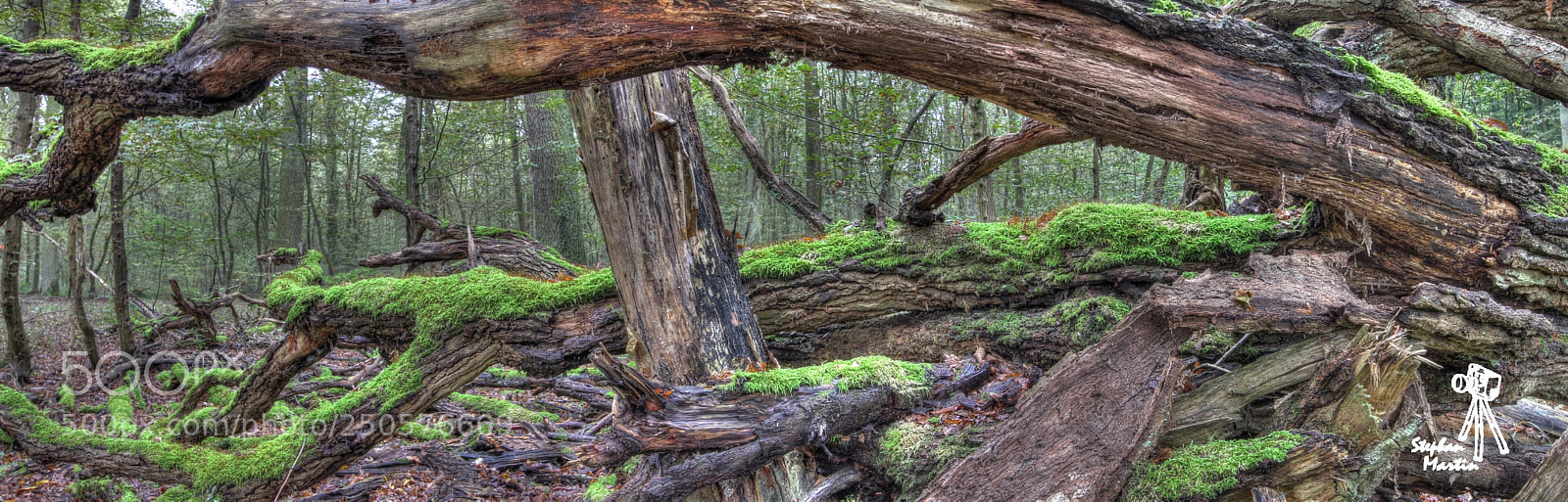 Canon EOS 60D sample photo. Schifferstadt im wald photography