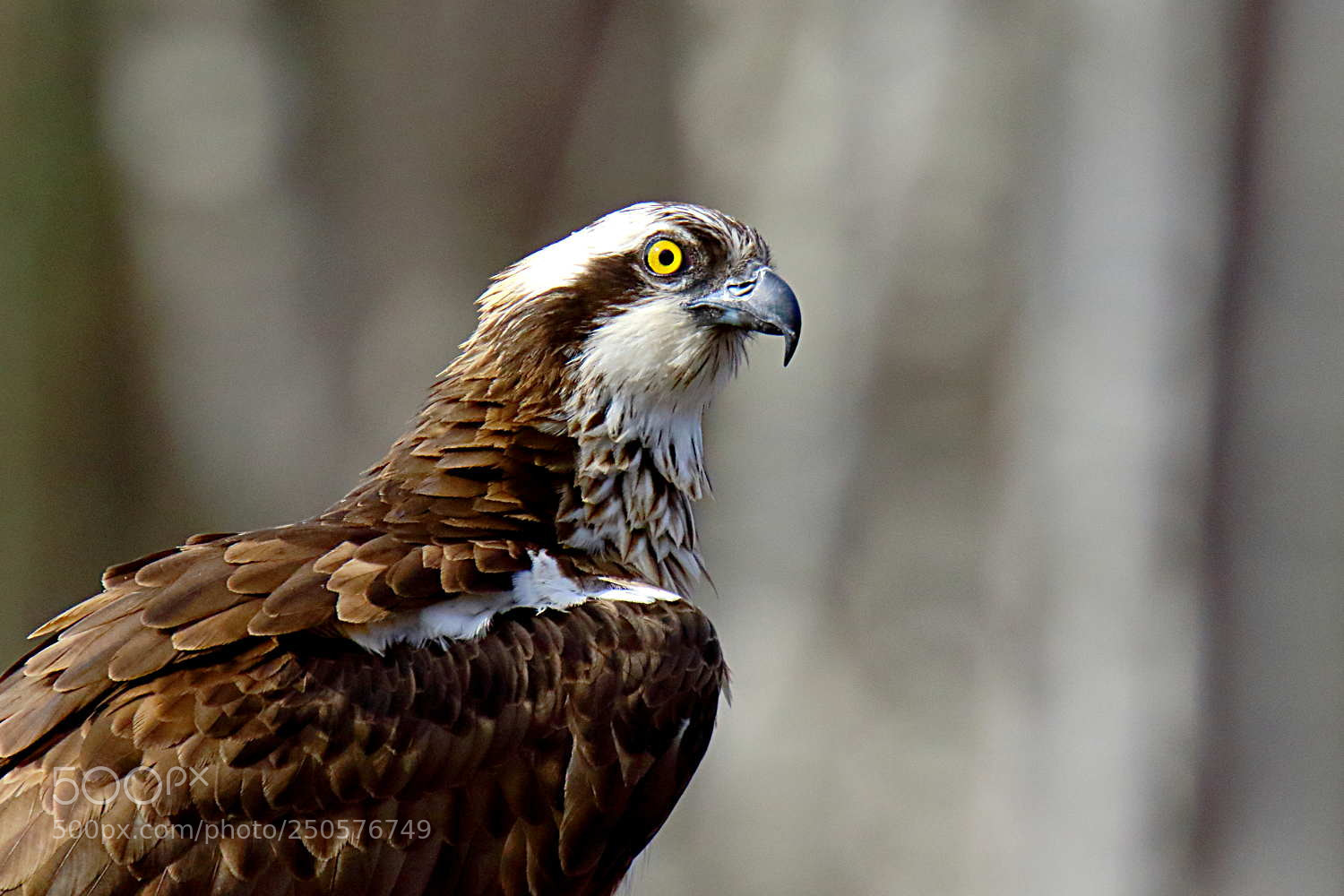 Canon EOS 7D Mark II sample photo. Balbuzard p cheur photography