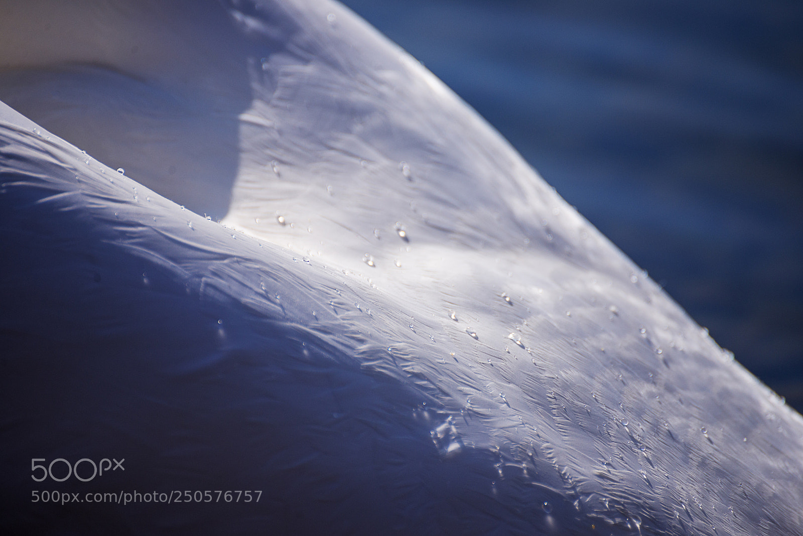 Nikon D610 sample photo. Wings photography