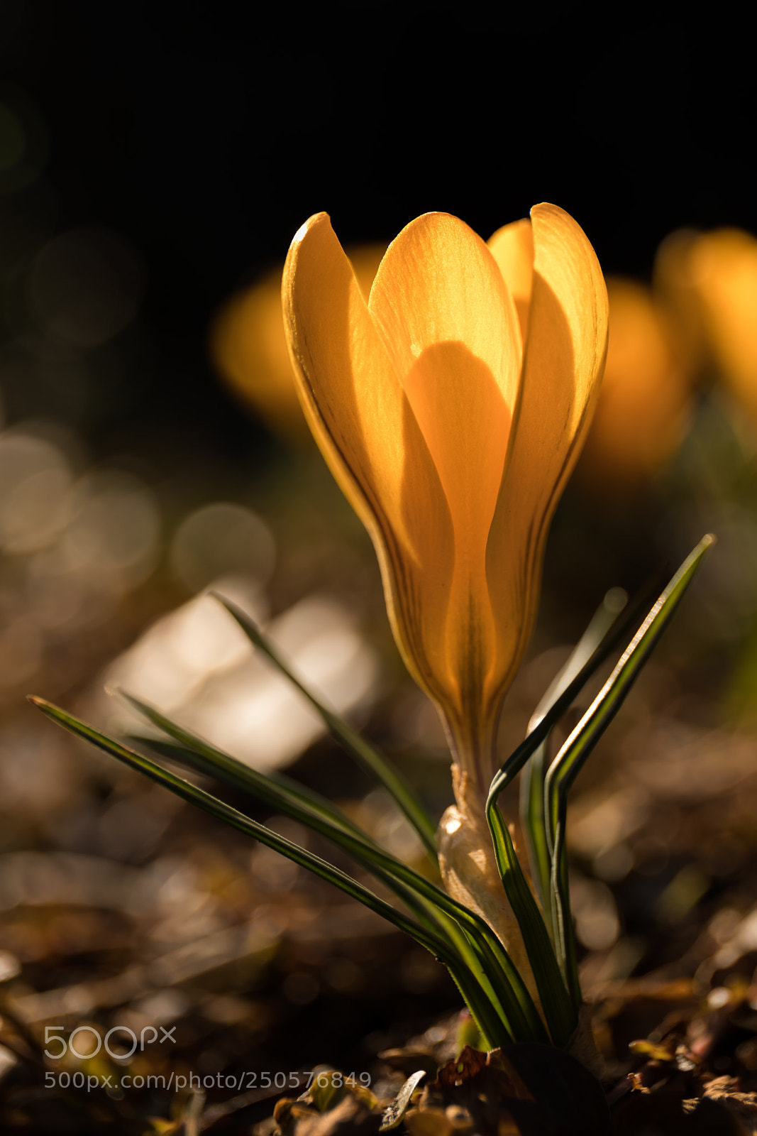 Canon EOS 6D Mark II sample photo. Krokos photography