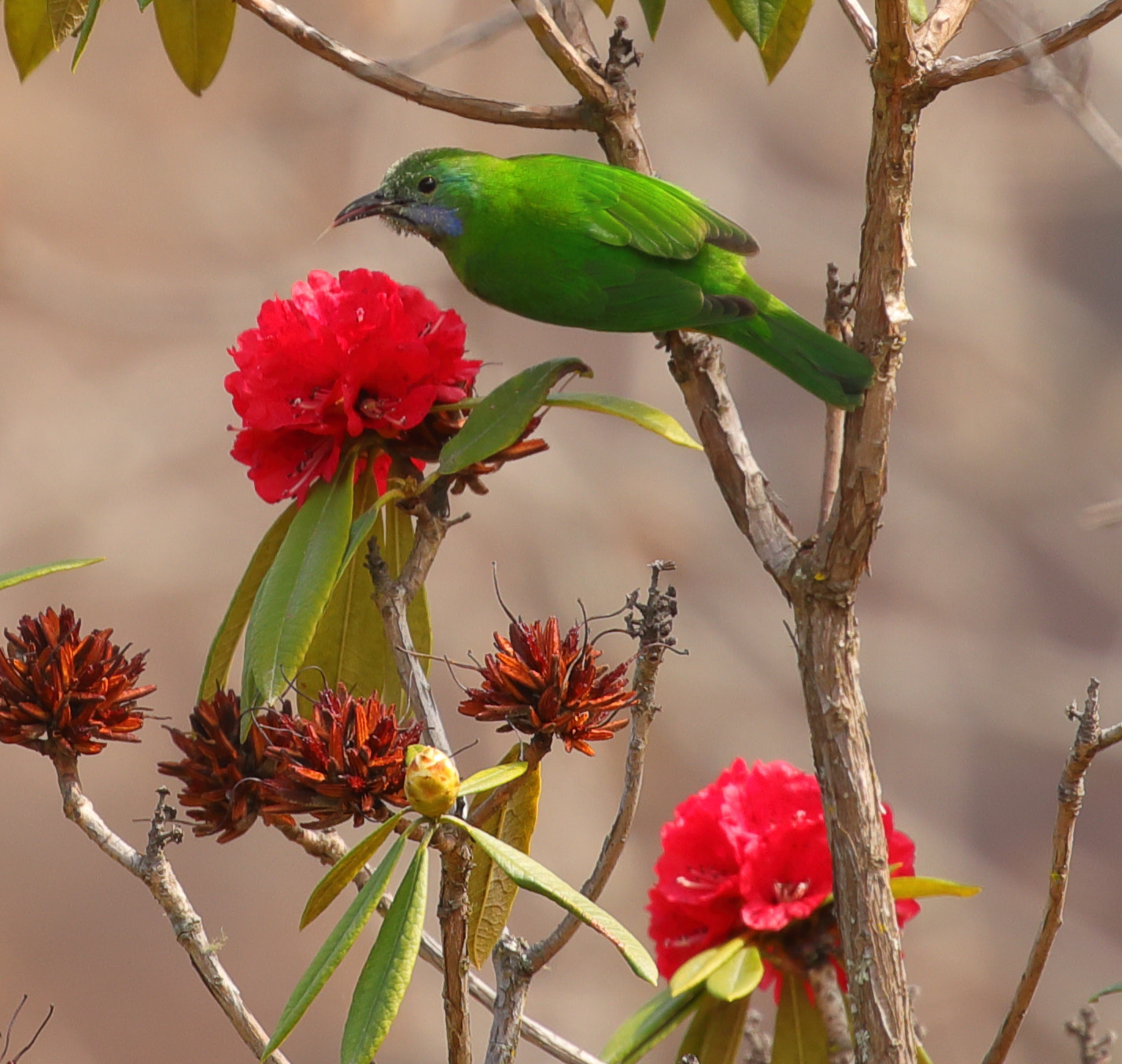 Canon EOS 5D Mark IV sample photo. Leaf bird - dirang photography