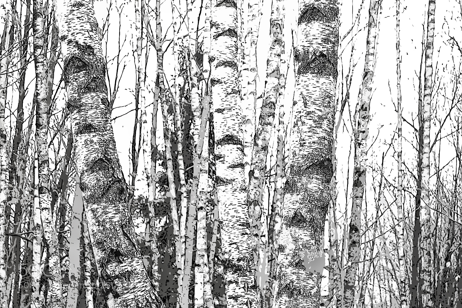 Nikon D3100 sample photo. Birches photography