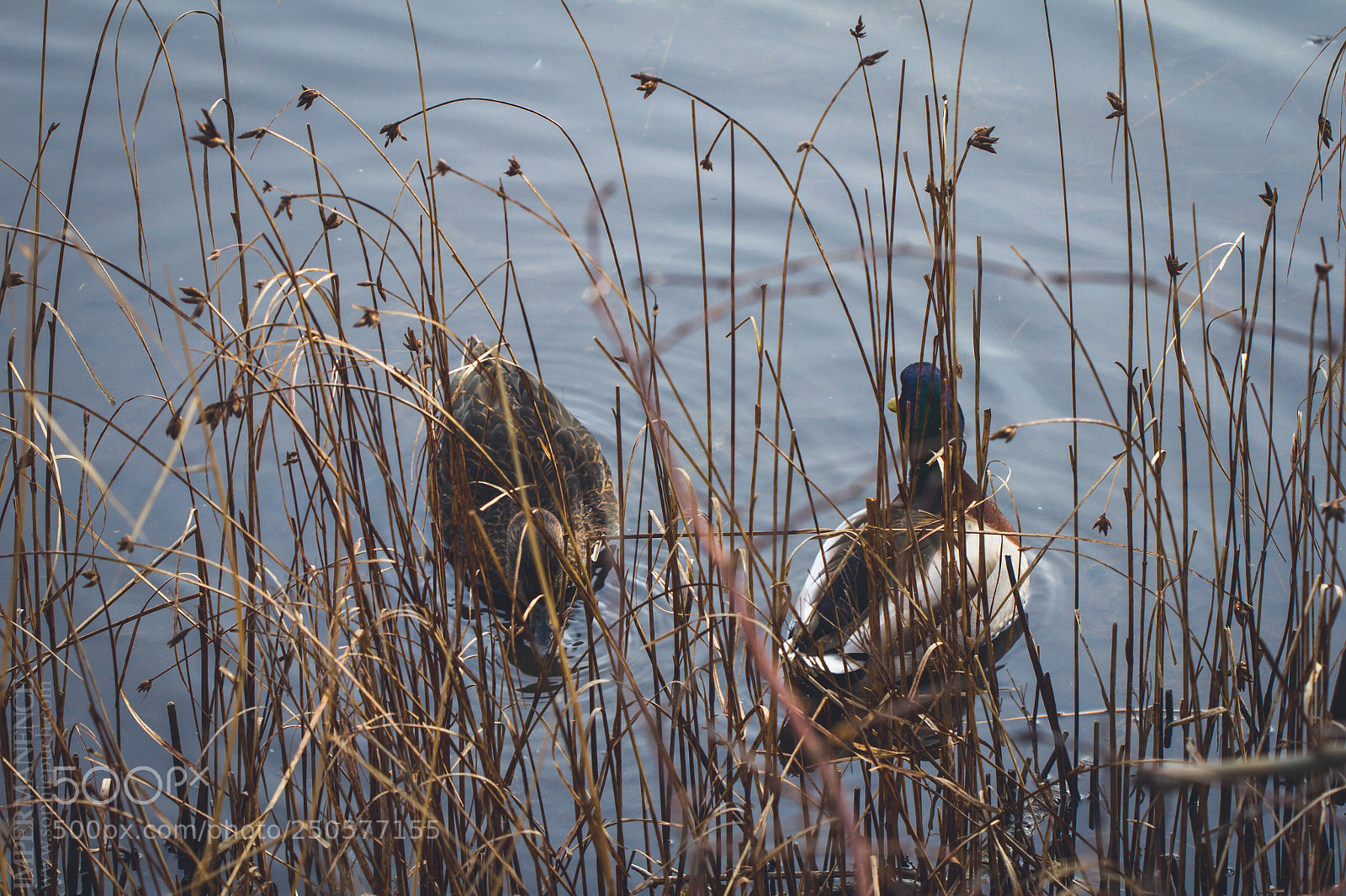 Canon EOS 7D sample photo. Copenhaguen iv photography