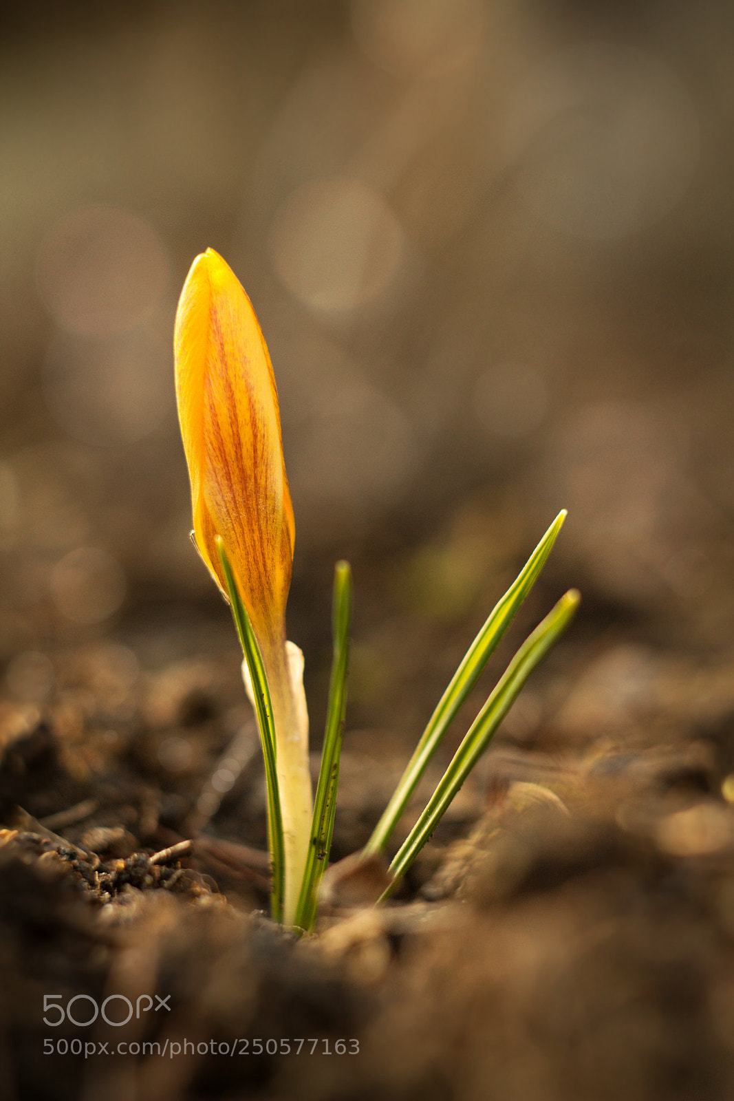 Canon EOS 60D sample photo. Yellow crocus photography