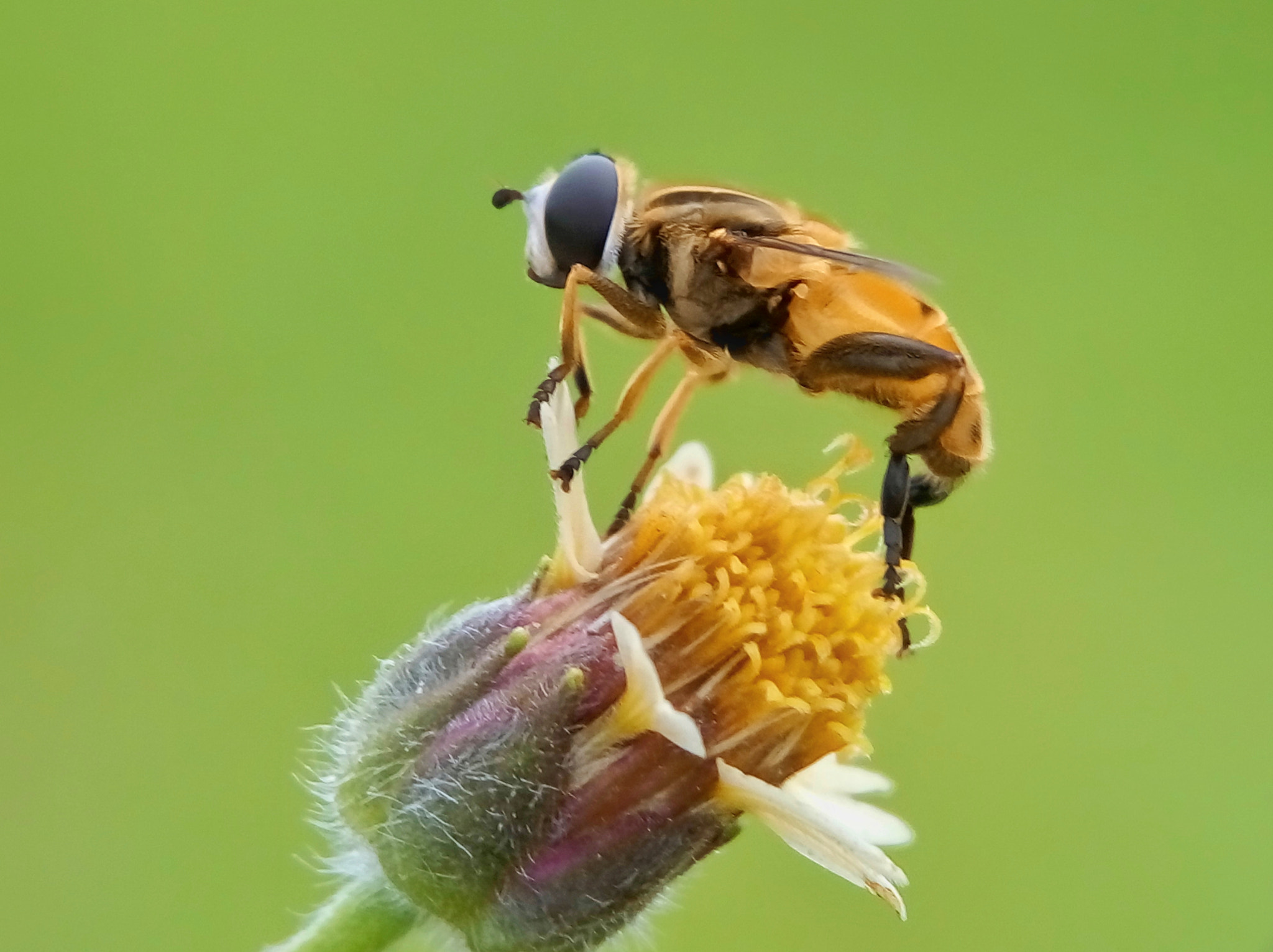 Meizu m2 sample photo. Hoverfly photography