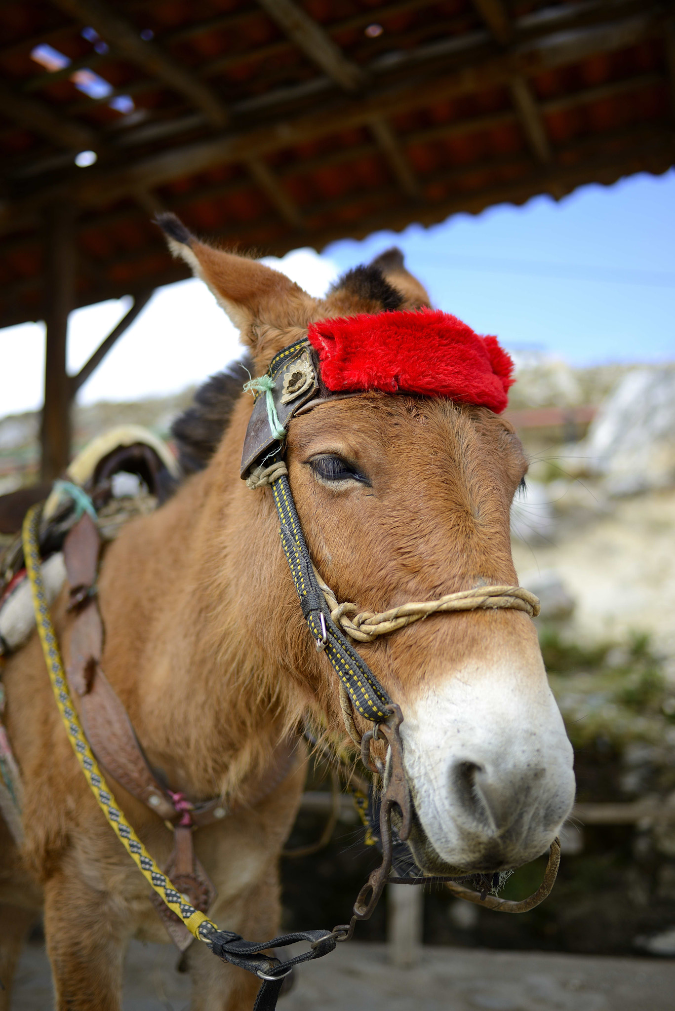 Nikon D800 sample photo. La mula del pico.... photography