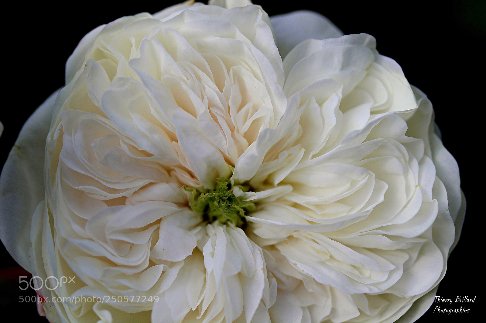 Canon EOS 600D (Rebel EOS T3i / EOS Kiss X5) sample photo. Rose blanche mille feuilles photography