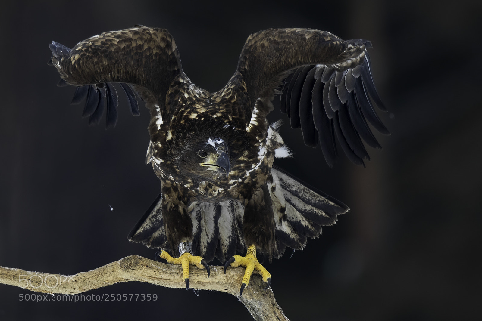 Canon EOS 5D Mark IV sample photo. White tail eagle photography
