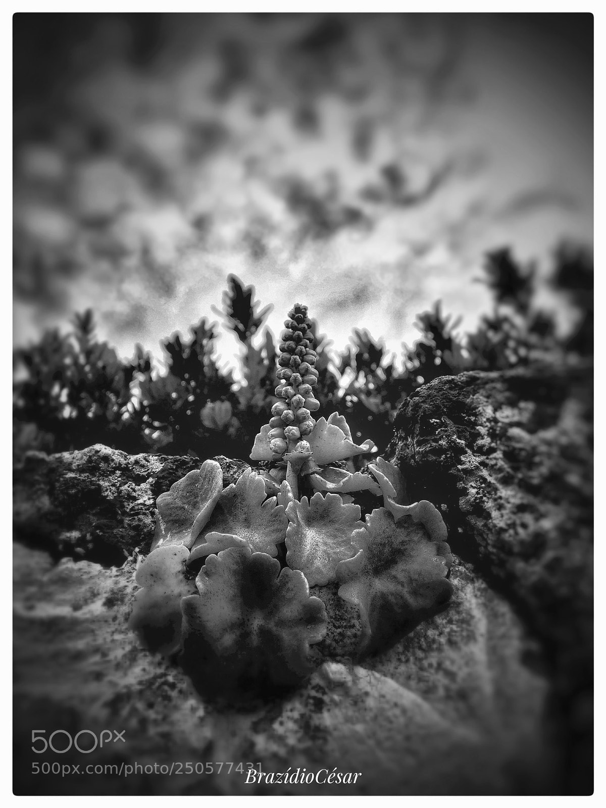Apple iPhone 6s sample photo. Untitled photography