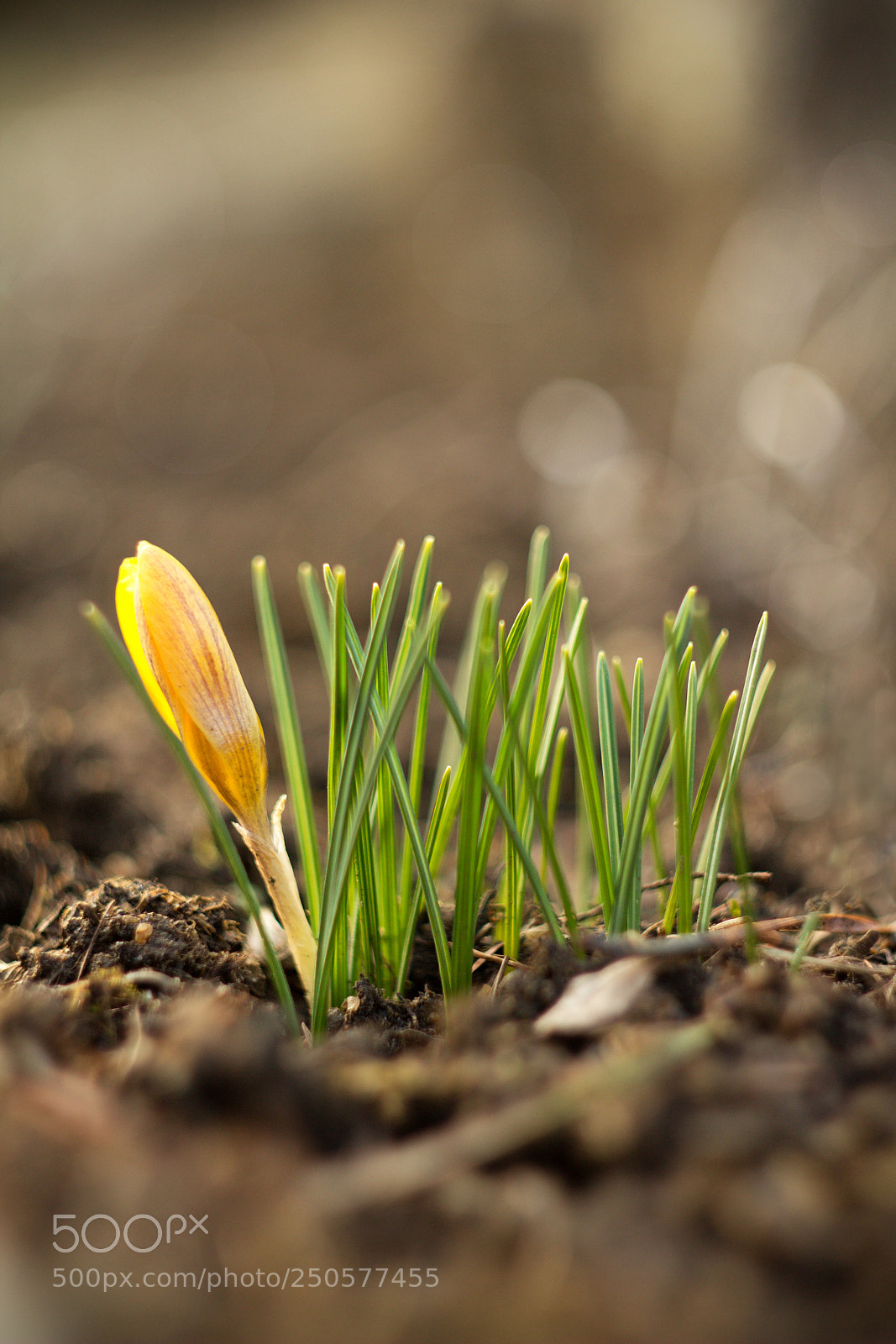 Canon EOS 60D sample photo. Yellow crocus photography