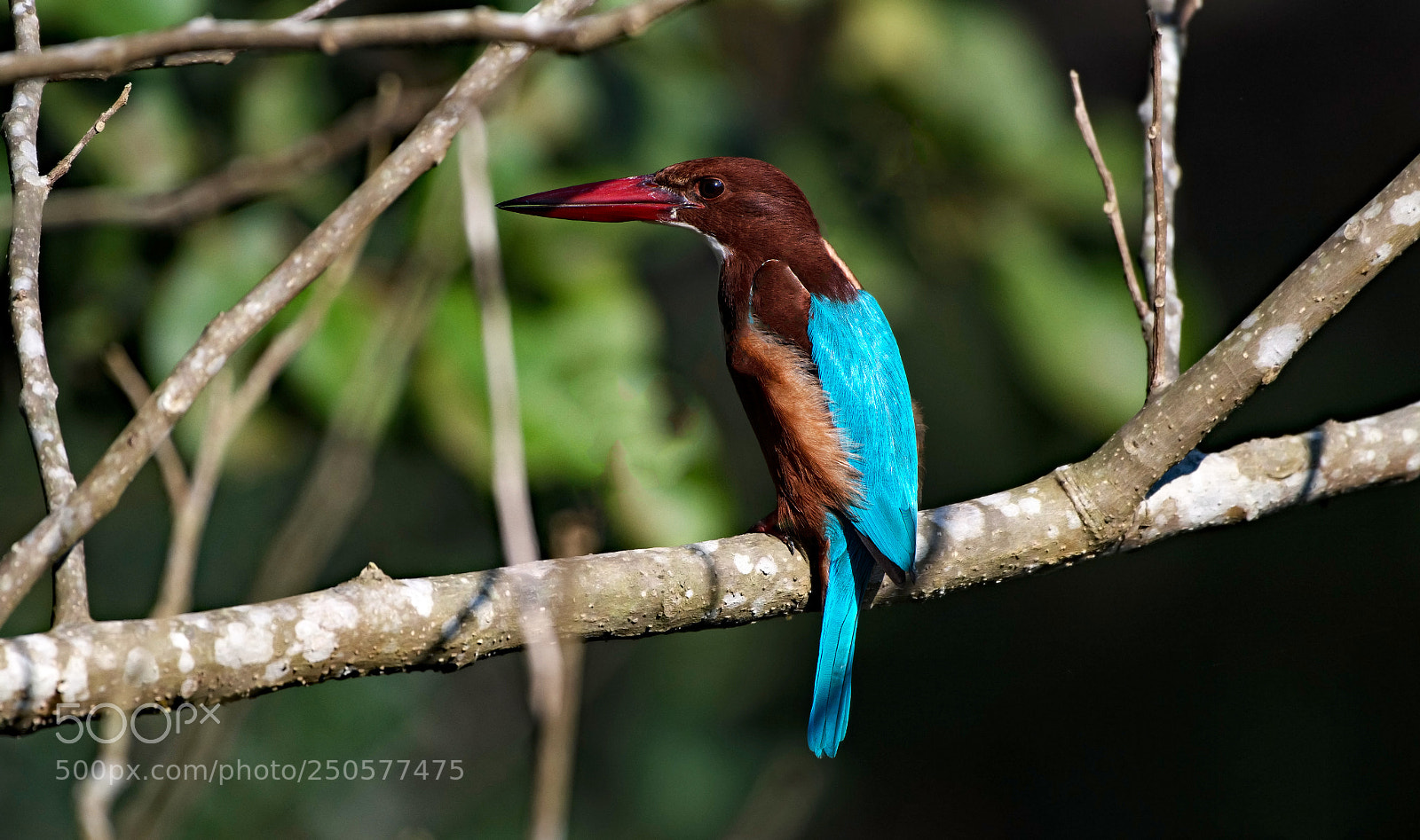 Nikon D500 sample photo. Kingfisher photography