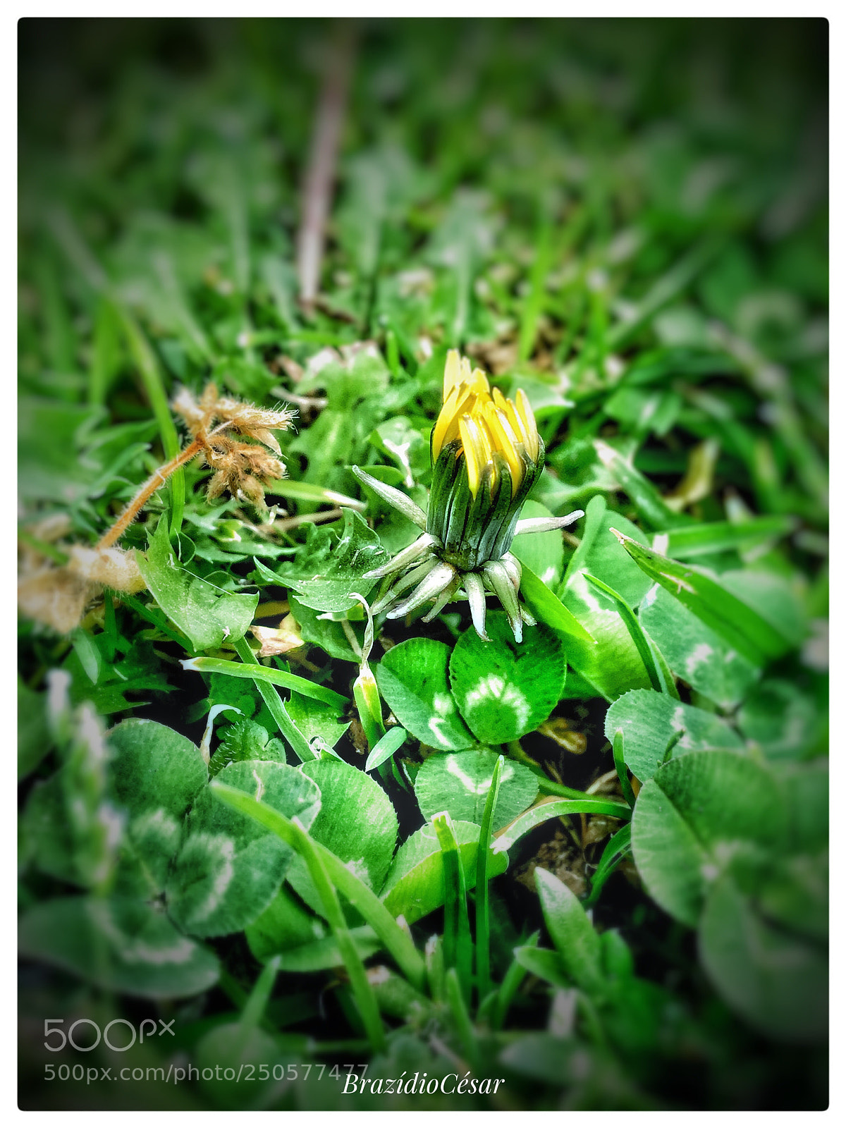 Apple iPhone 6s sample photo. Untitled photography