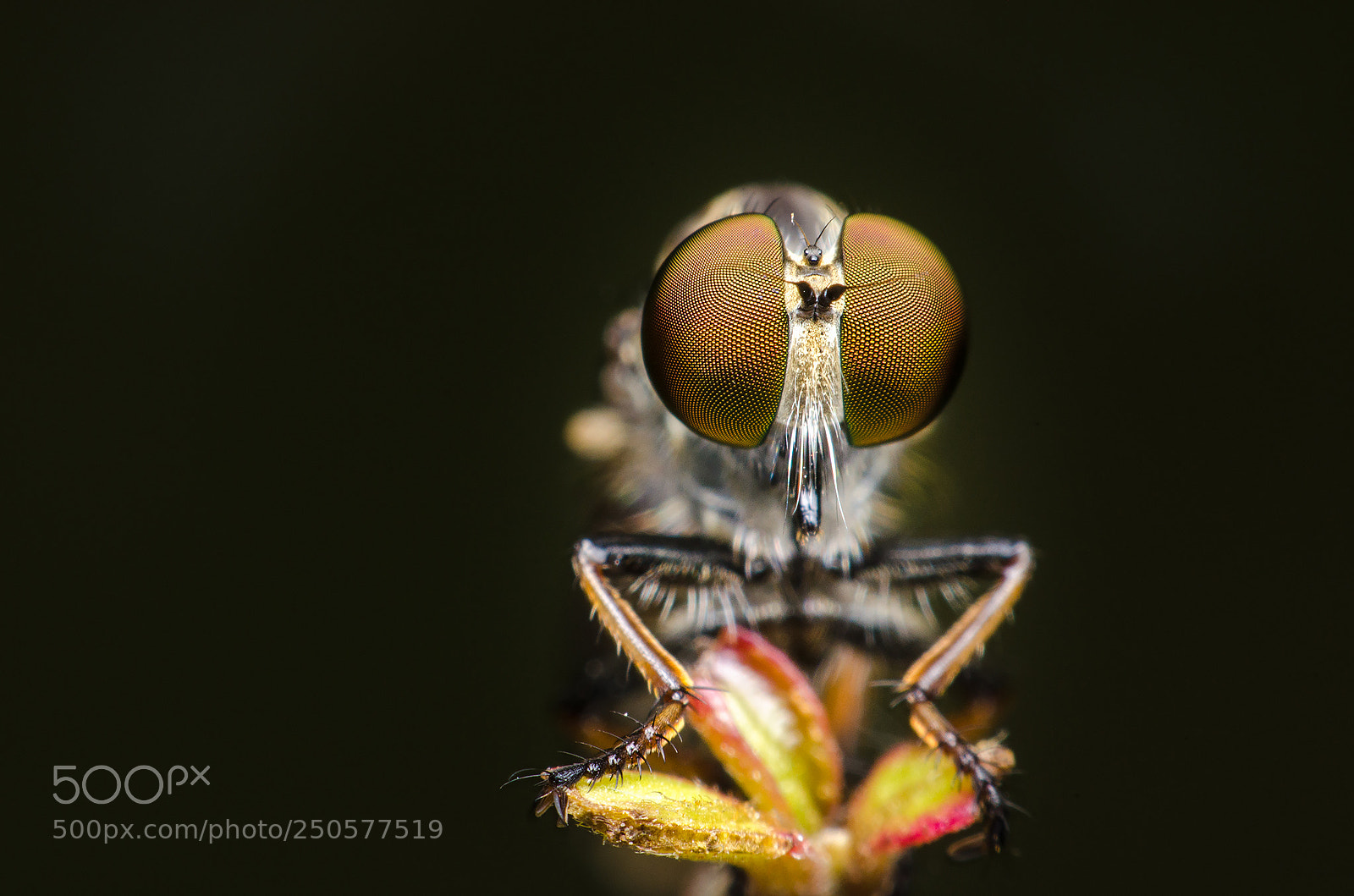 Nikon D5100 sample photo. Robber fly photography