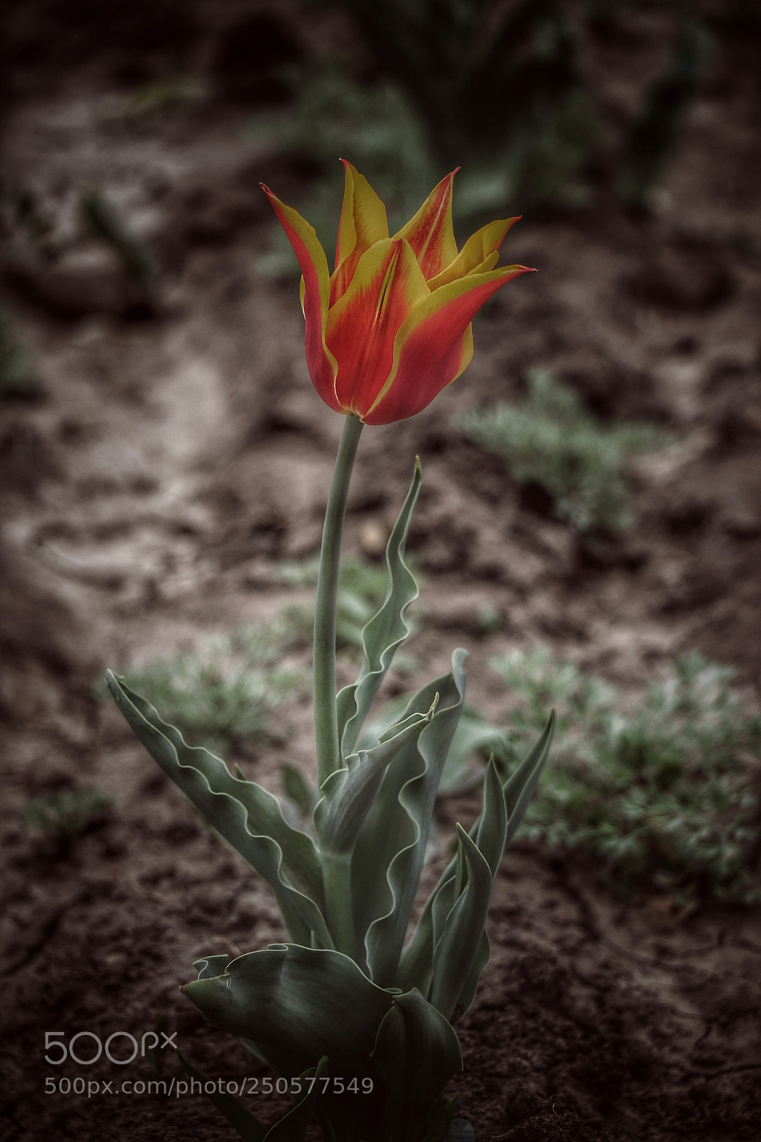 Canon EOS 80D sample photo. Untitled photography