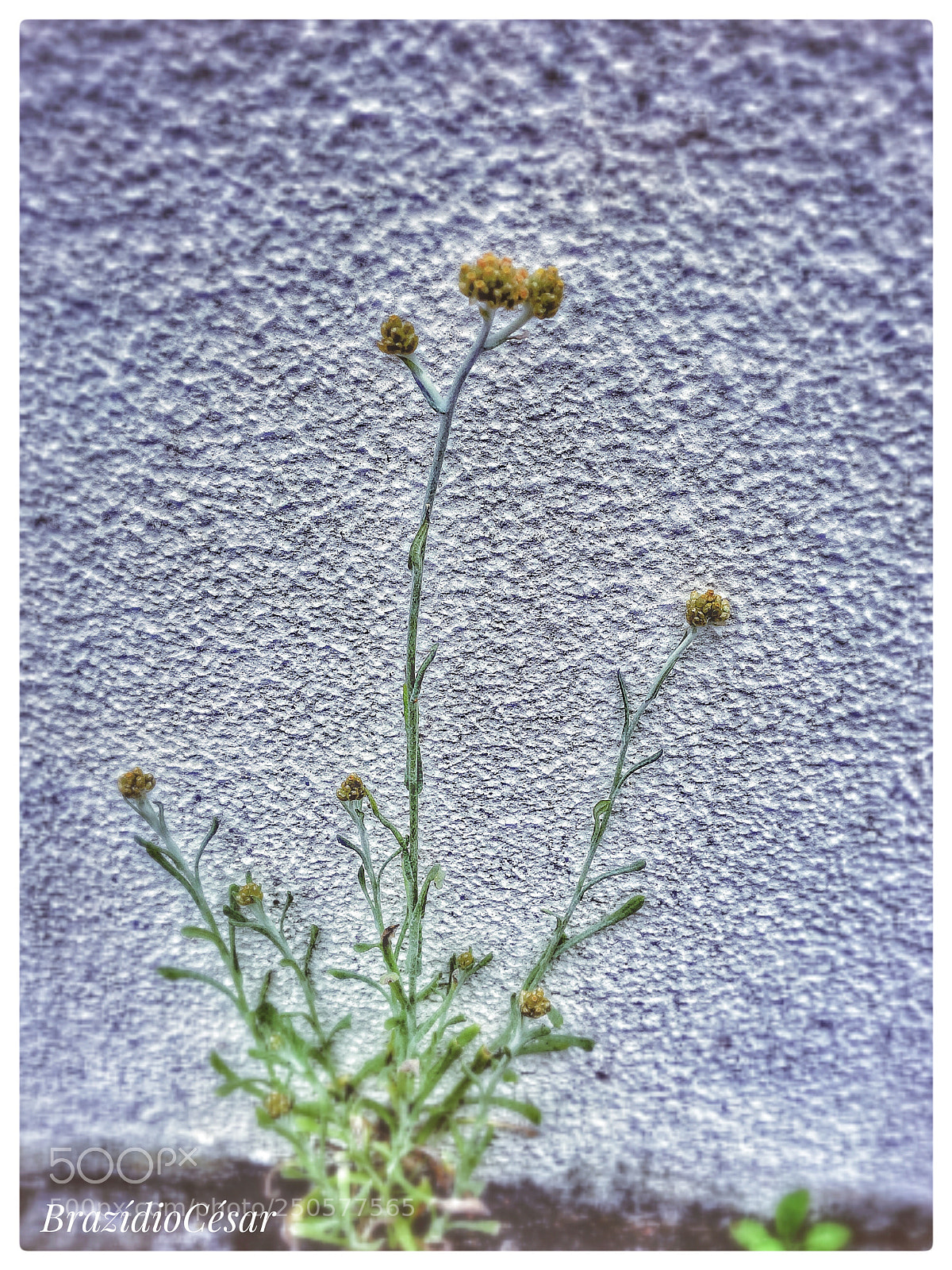 Apple iPhone 6s sample photo. Untitled photography