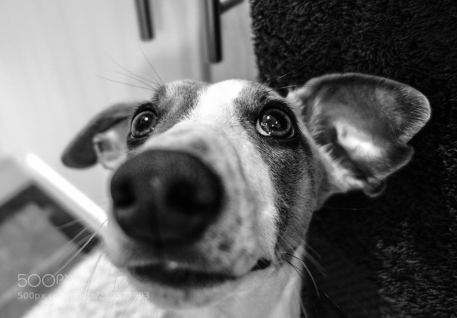 Sony Cyber-shot DSC-RX100 sample photo. Whippet  photography