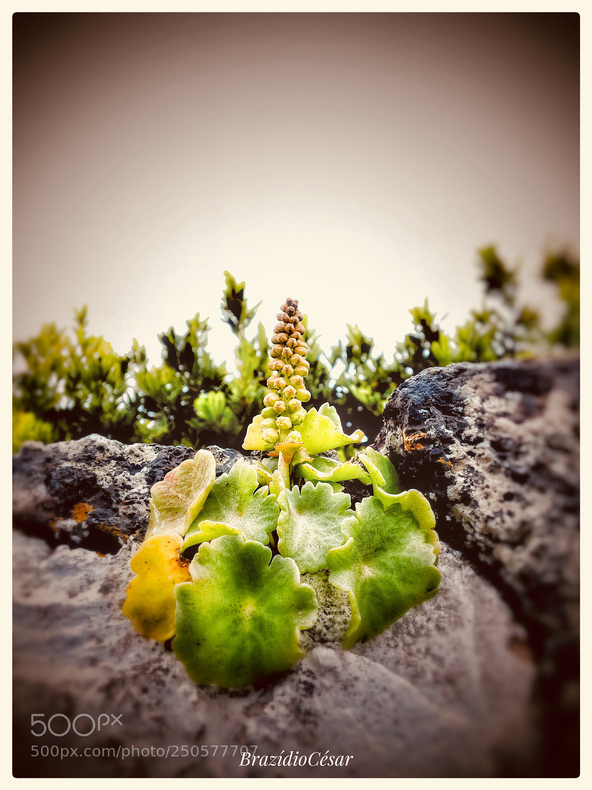 Apple iPhone 6s sample photo. Untitled photography