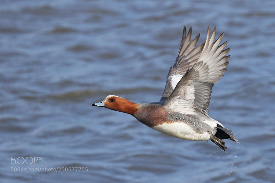 Canon EOS 7D Mark II sample photo. Wigeon photography