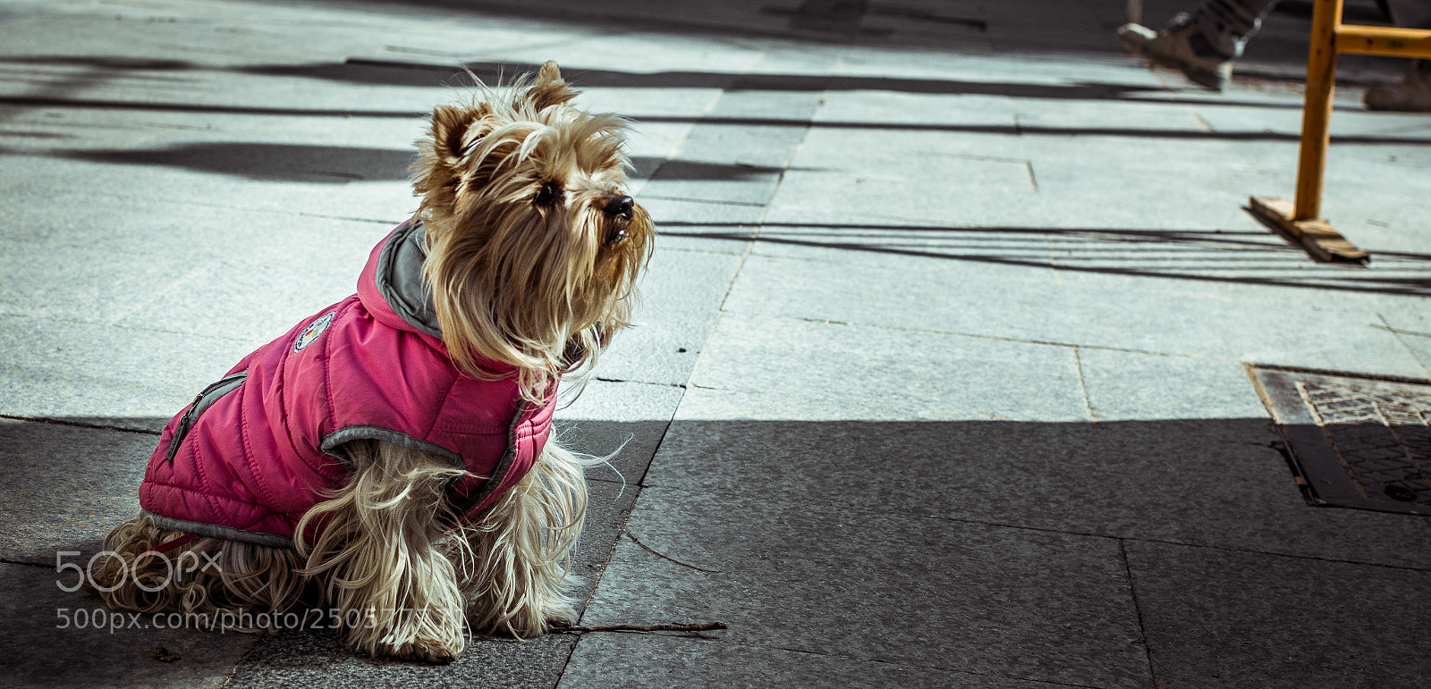 Nikon D5500 sample photo. Precious. photography