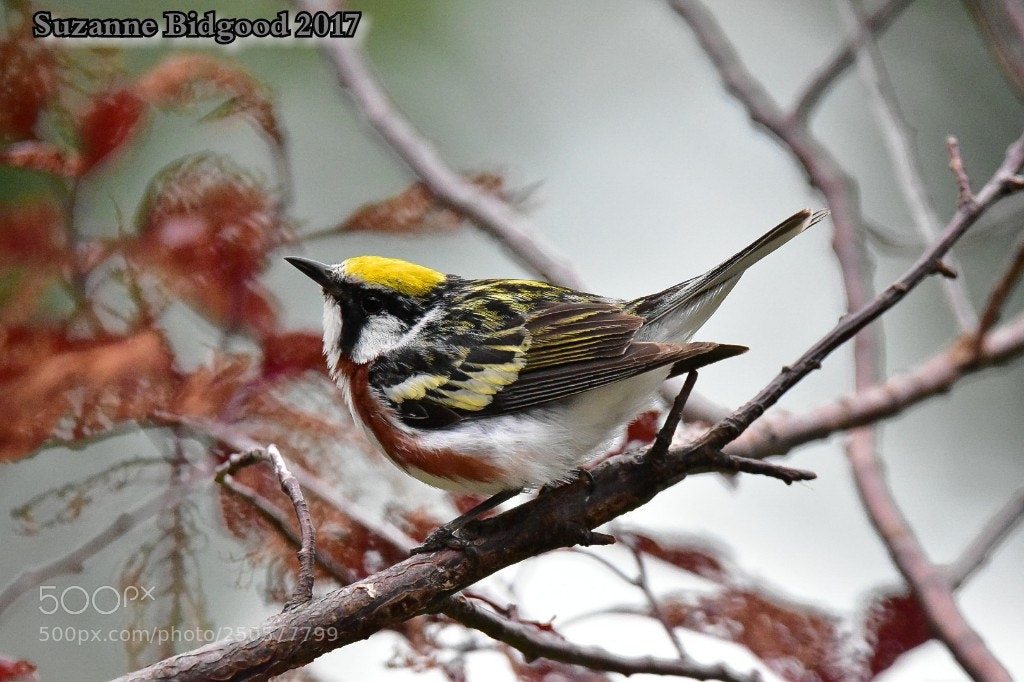 Nikon D5500 sample photo. Chestnut sided warbler photography