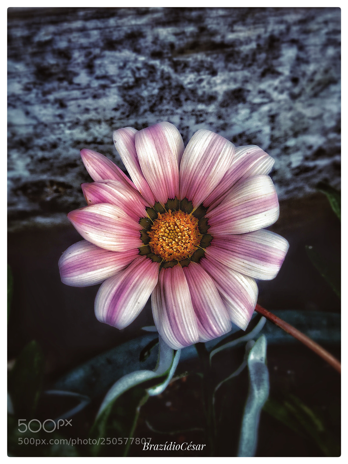 Apple iPhone 6s sample photo. Untitled photography