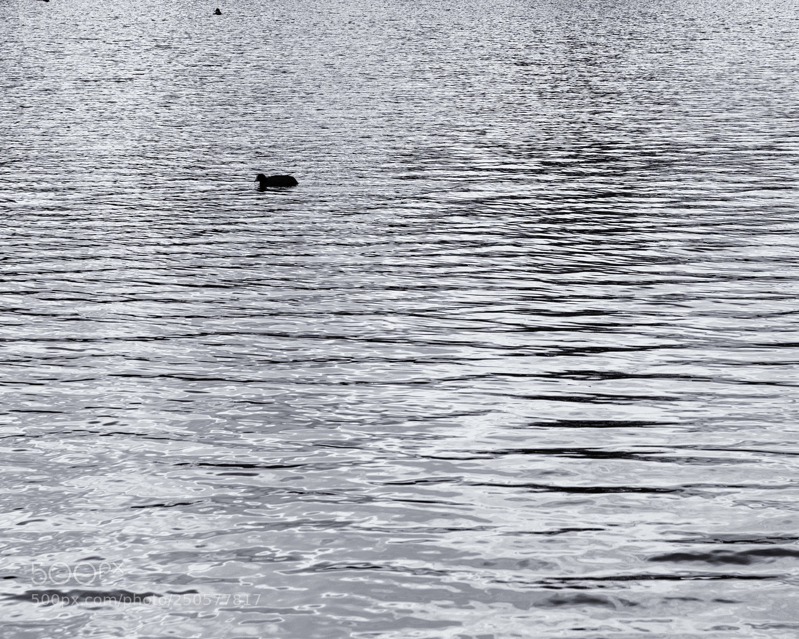 Pentax K-3 II sample photo. Rippled water bird photography