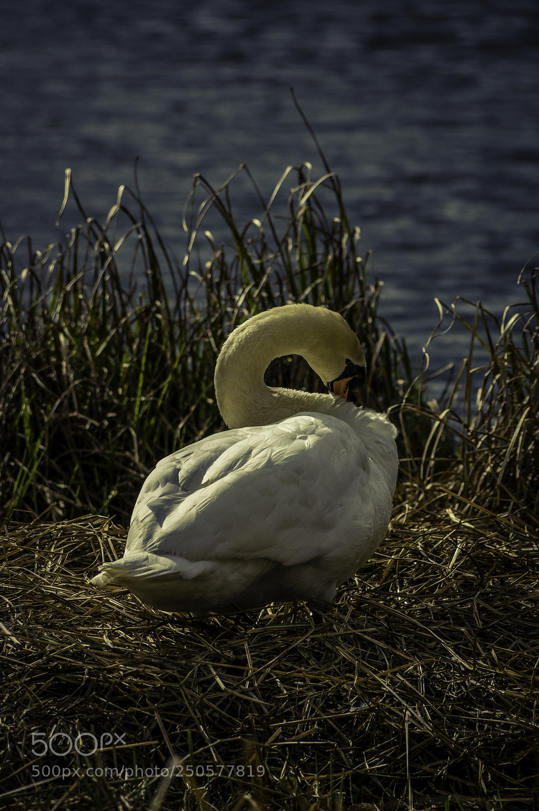 Pentax K-3 II sample photo. Swan photography