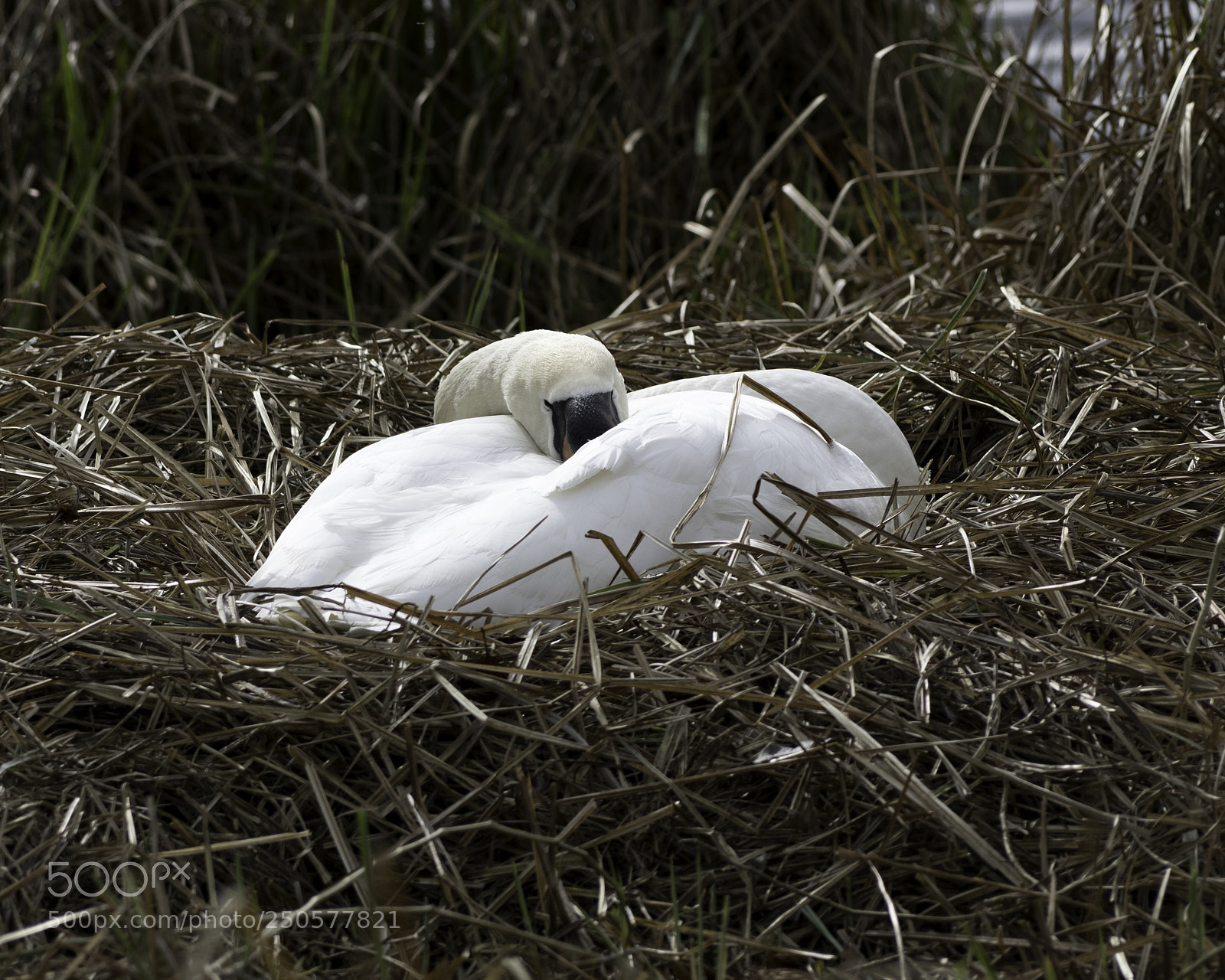 Pentax K-3 II sample photo. Swan photography