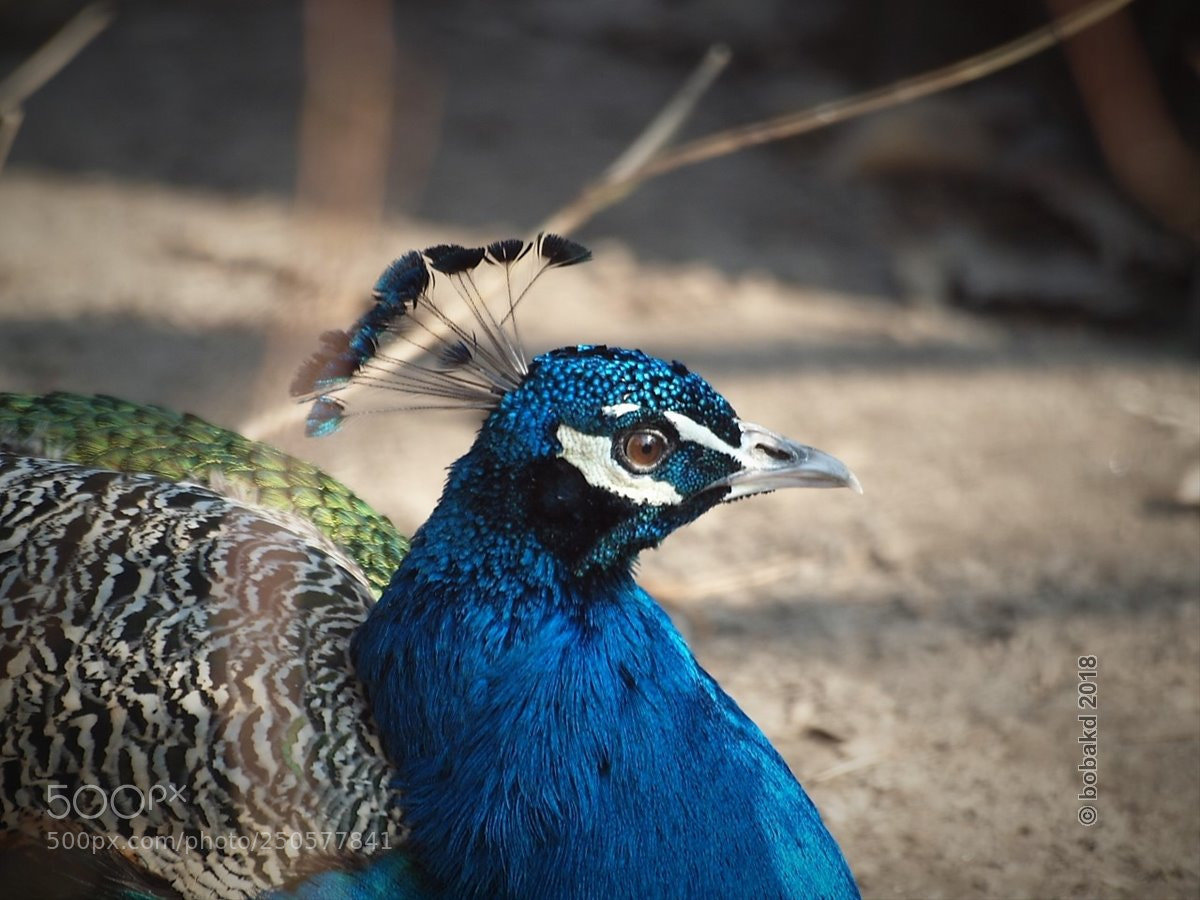 Olympus E-620 (EVOLT E-620) sample photo. Zoo portrait photography