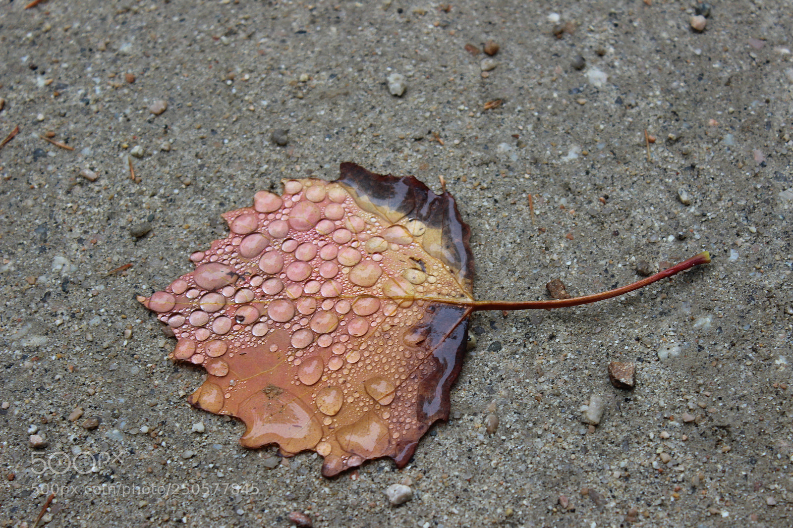 Canon EOS 600D (Rebel EOS T3i / EOS Kiss X5) sample photo. Droplets photography