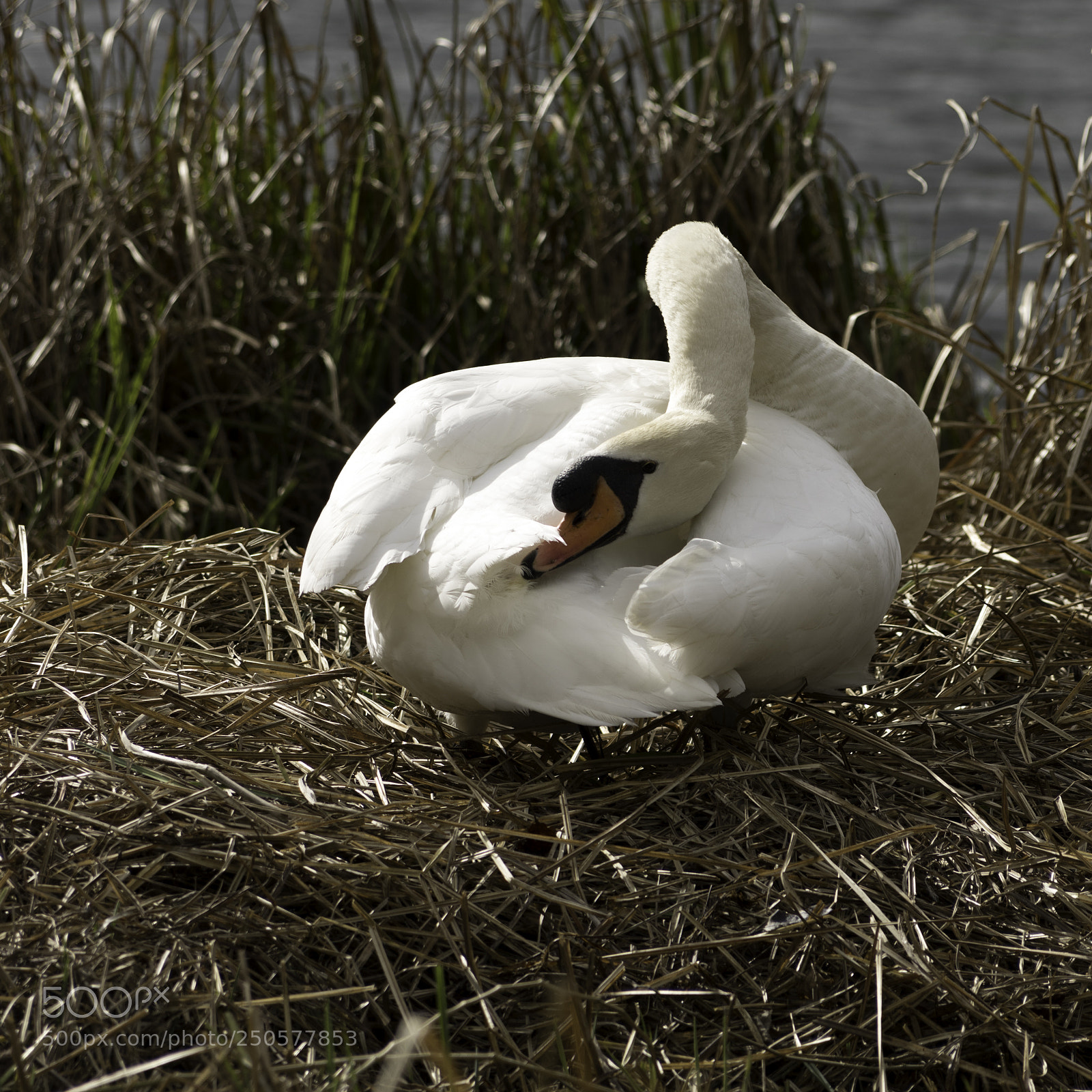 Pentax K-3 II sample photo. Swan photography