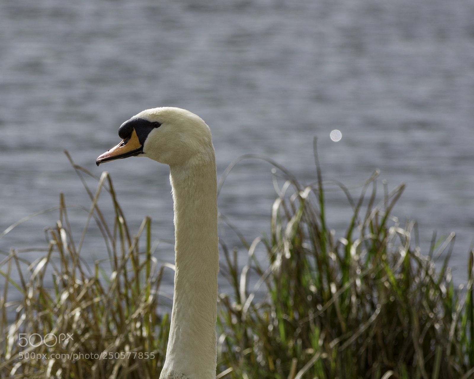 Pentax K-3 II sample photo. Swan photography