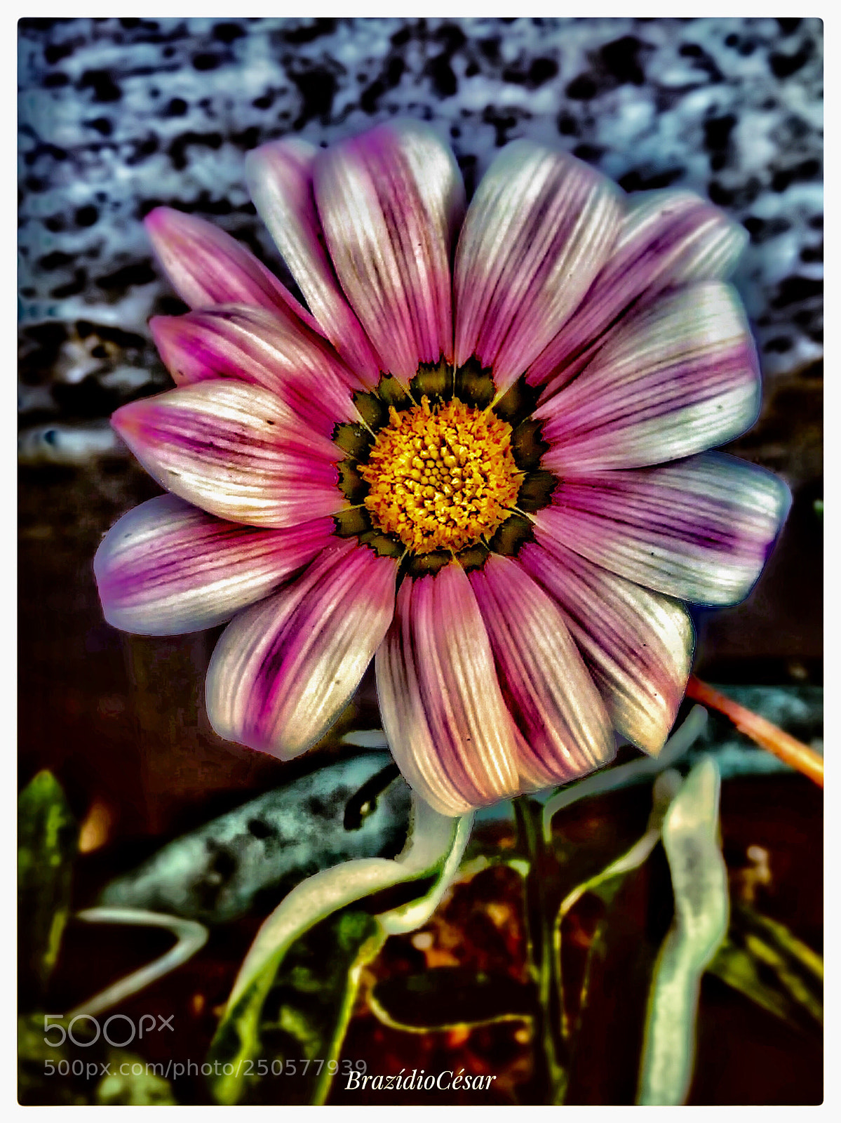 Apple iPhone 6s sample photo. Untitled photography