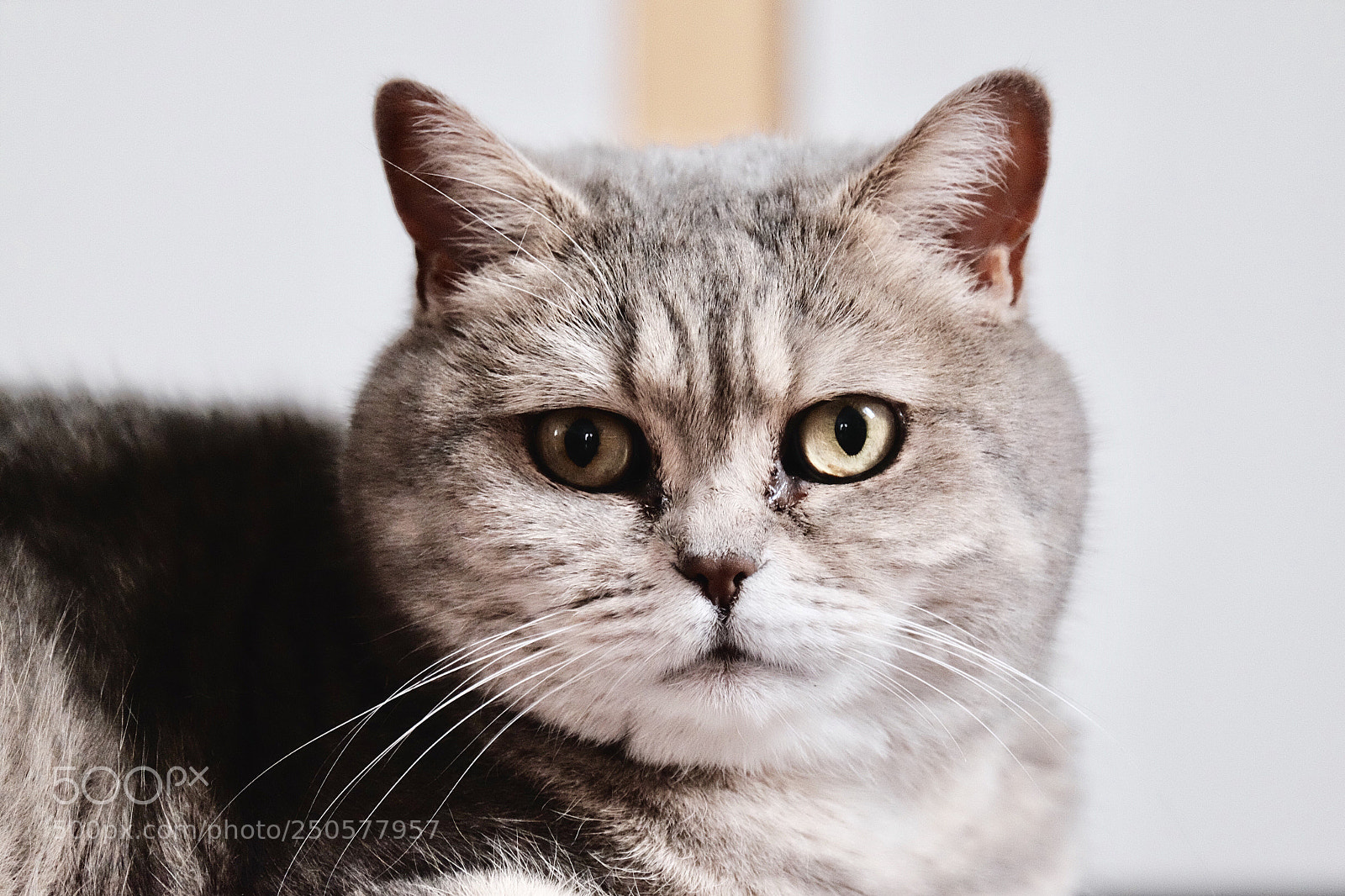 Fujifilm X-T1 sample photo. Sally photography