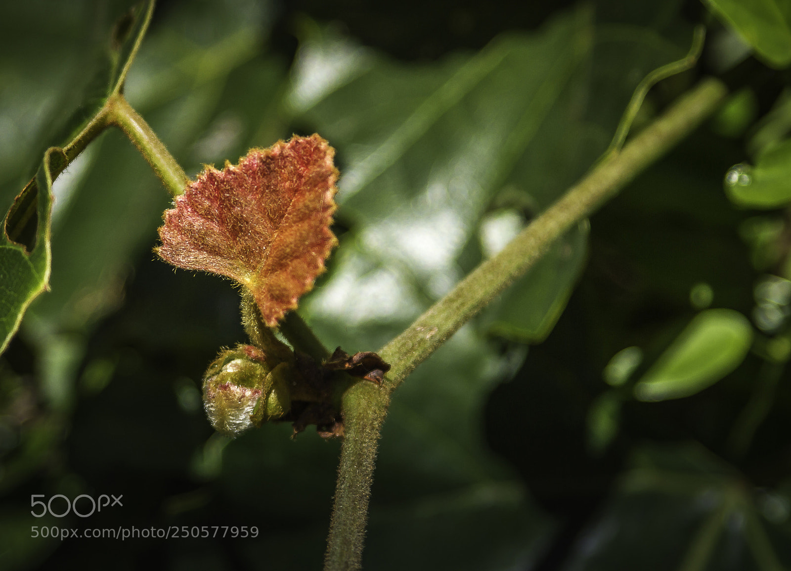 Canon EOS 7D sample photo. Herman van zyl photography