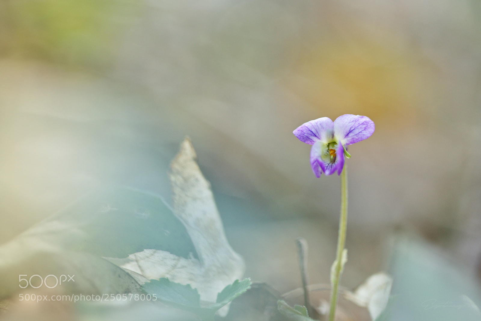 Canon EOS 70D sample photo. Flower photography