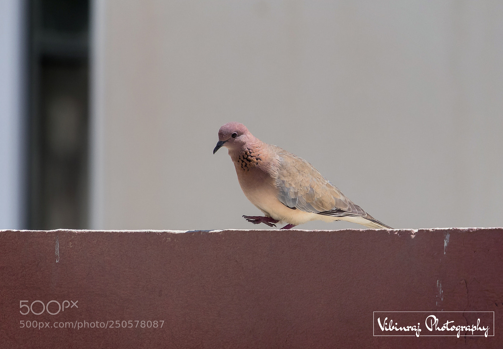 Canon EOS 80D sample photo. Untitled photography