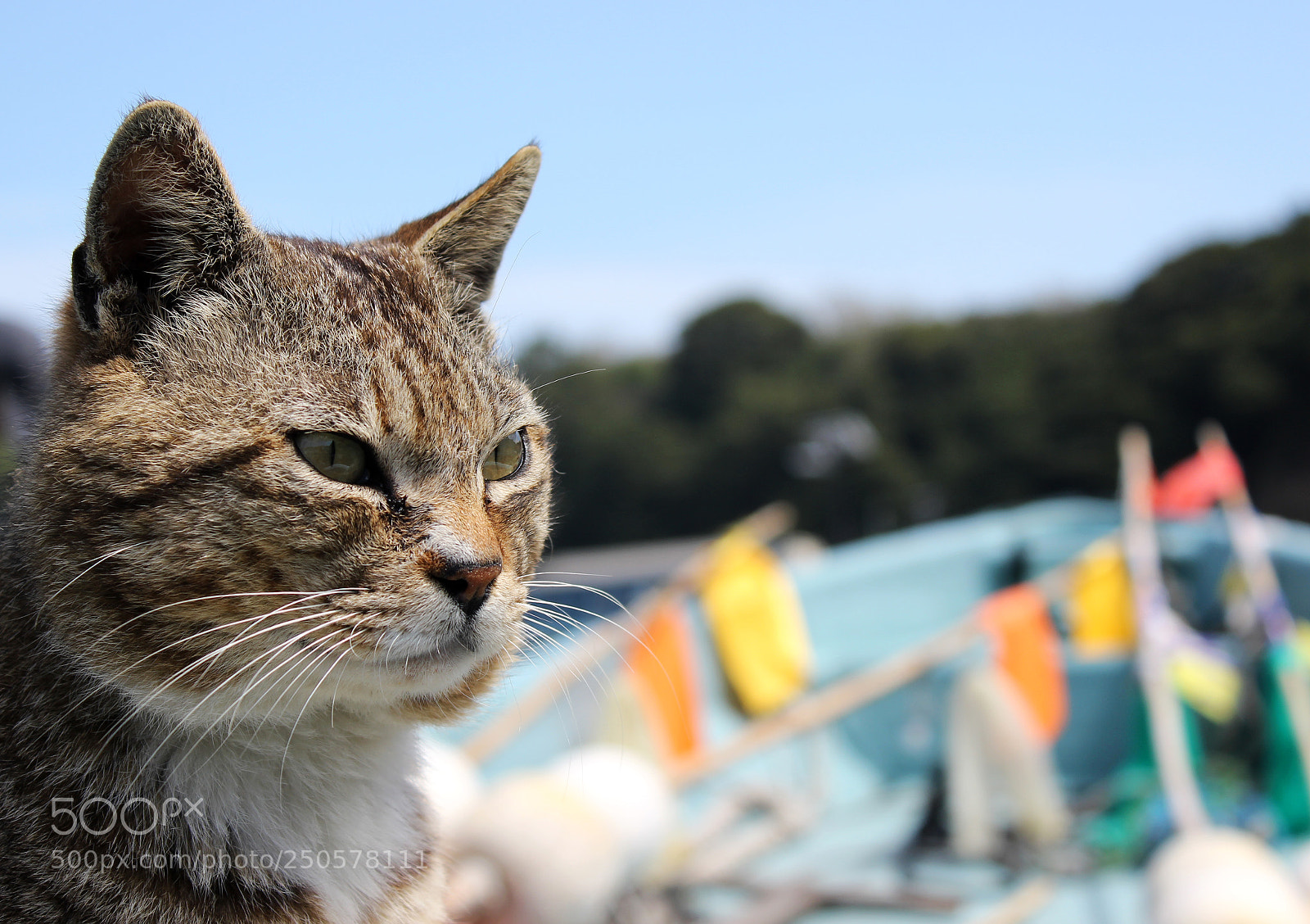 Canon EOS 600D (Rebel EOS T3i / EOS Kiss X5) sample photo. Wild cat cruising on photography