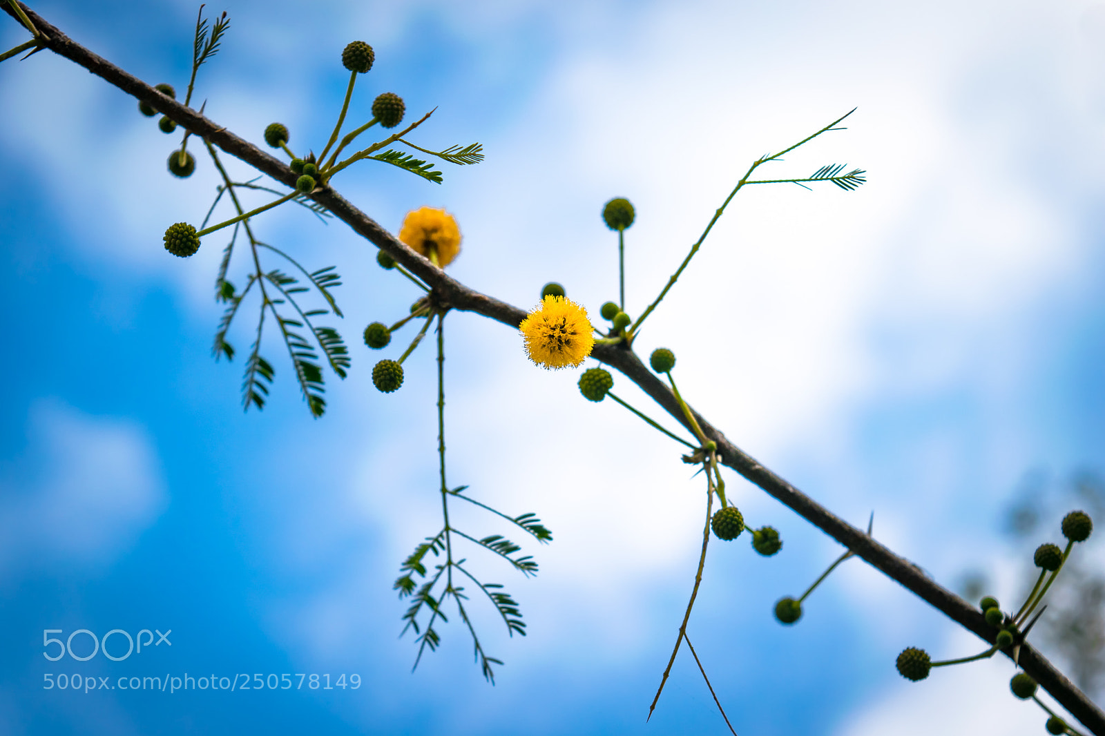 Nikon D5300 sample photo. Smells like summer! photography