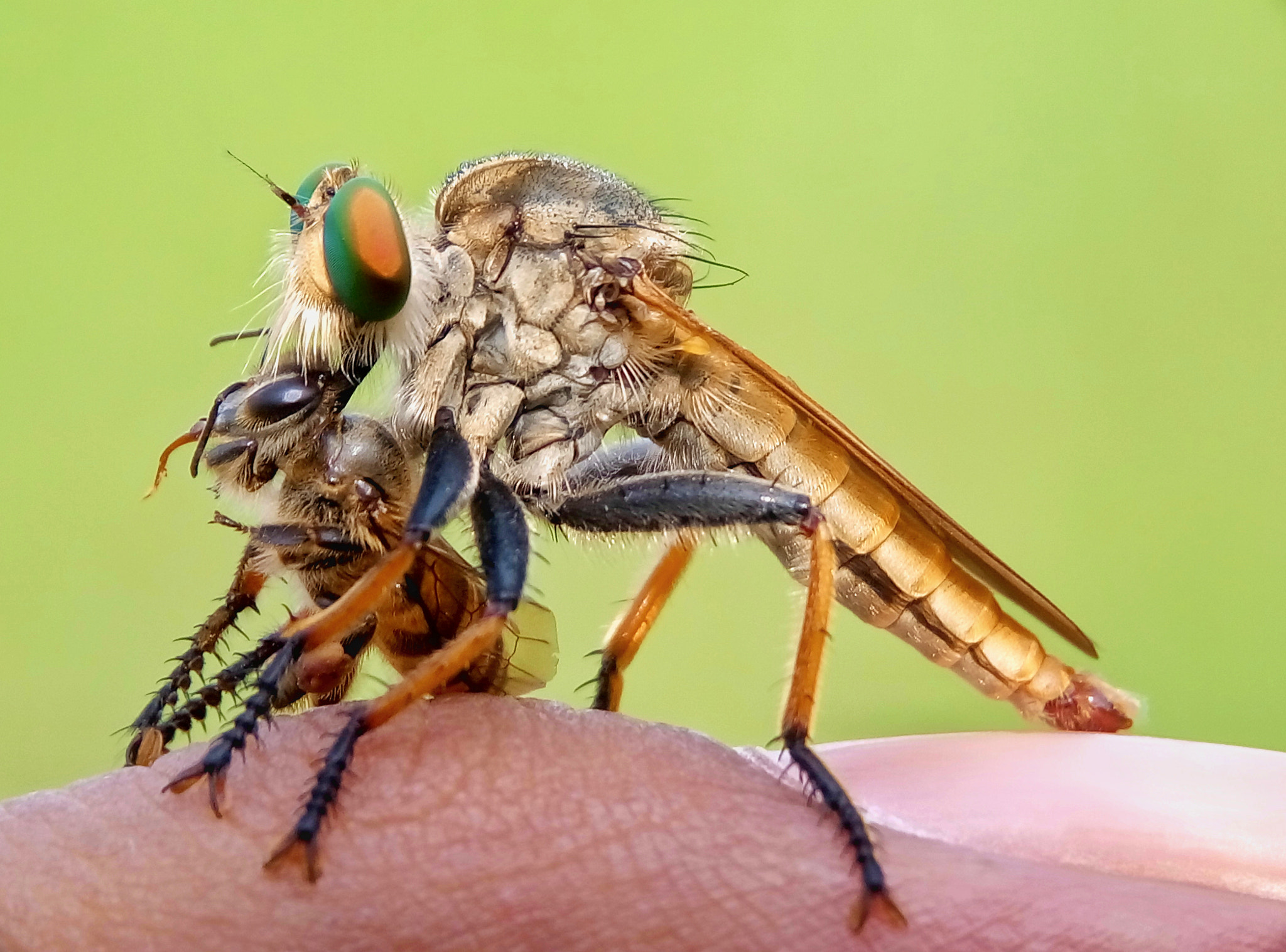 Meizu m2 sample photo. Robber fly photography