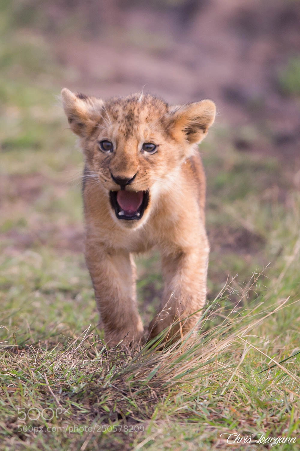 Canon EOS-1D X sample photo. Caution ! lion cub yawning ! photography