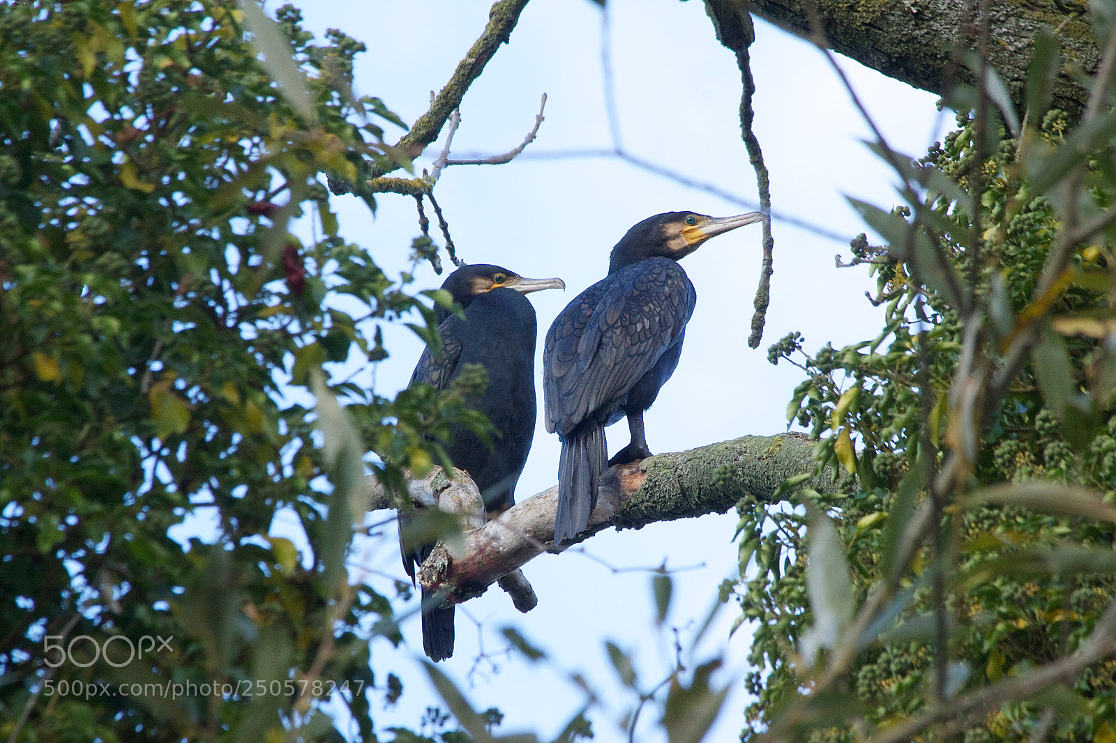 Canon EOS 500D (EOS Rebel T1i / EOS Kiss X3) sample photo. Cormoran! photography