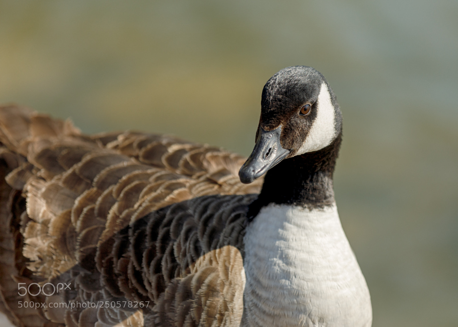 Canon EOS 5D Mark IV sample photo. Canada goose photography