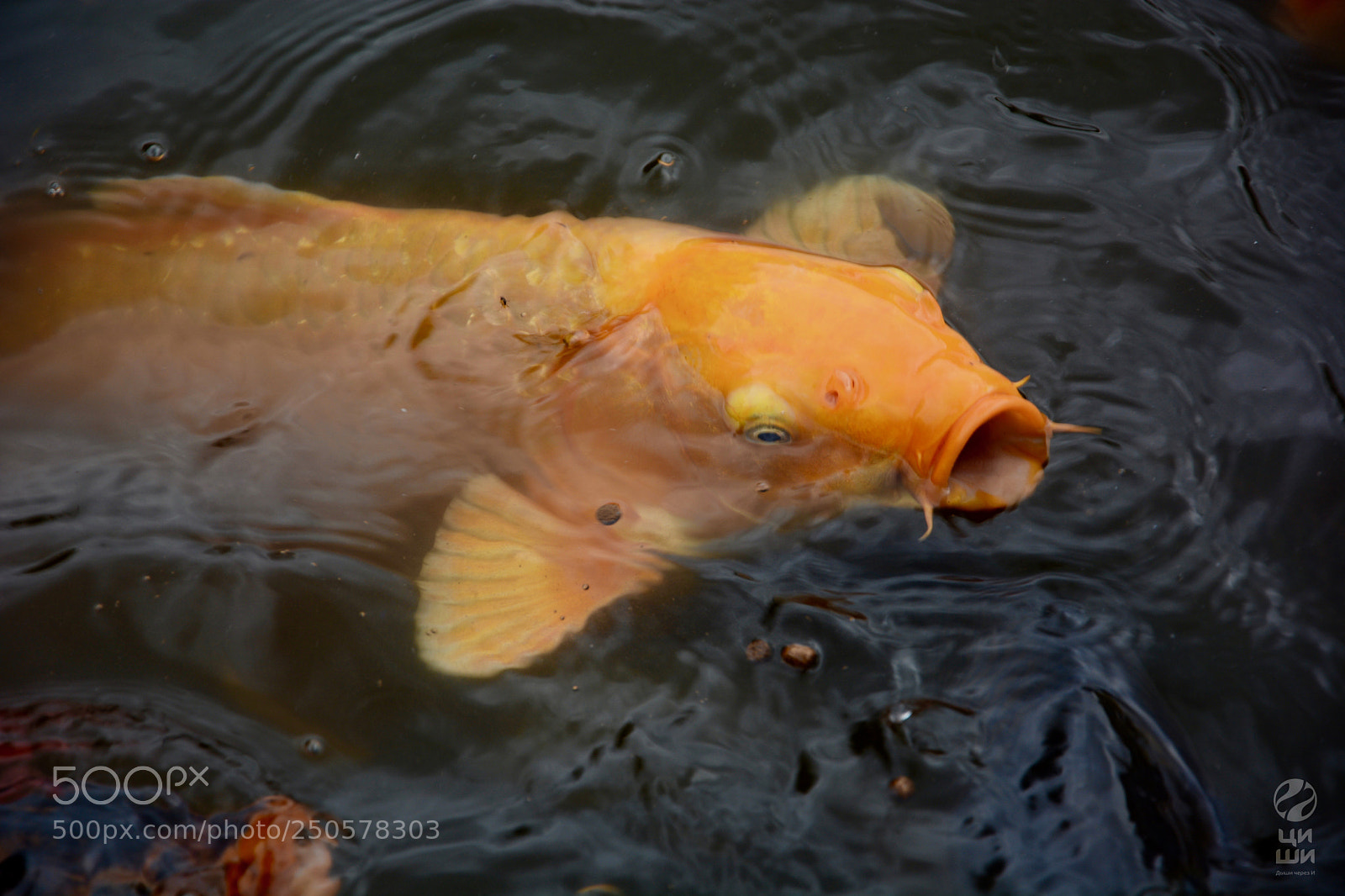 Nikon D7100 sample photo. Breathing koi photography