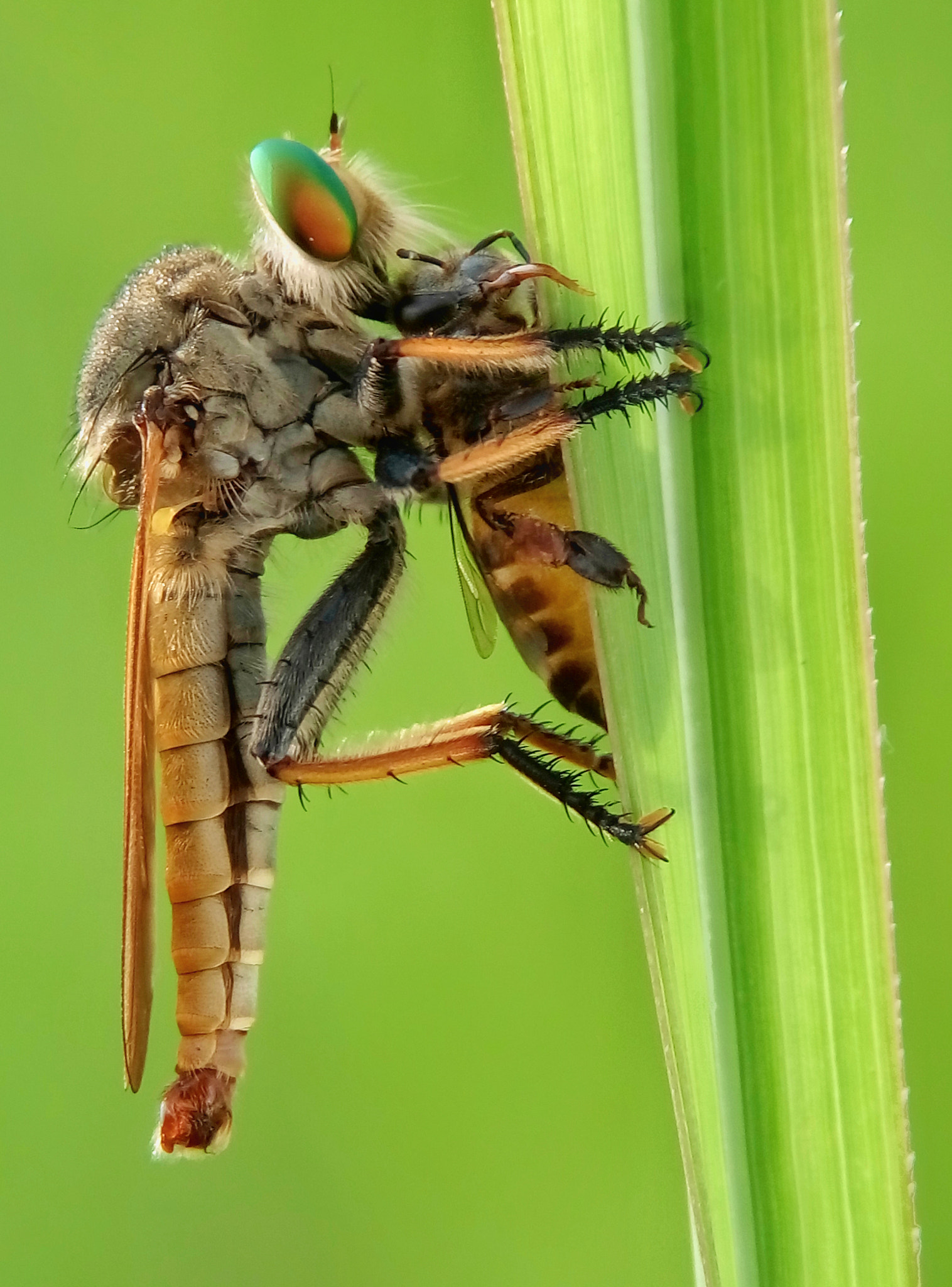 Meizu m2 sample photo. Robber fly photography