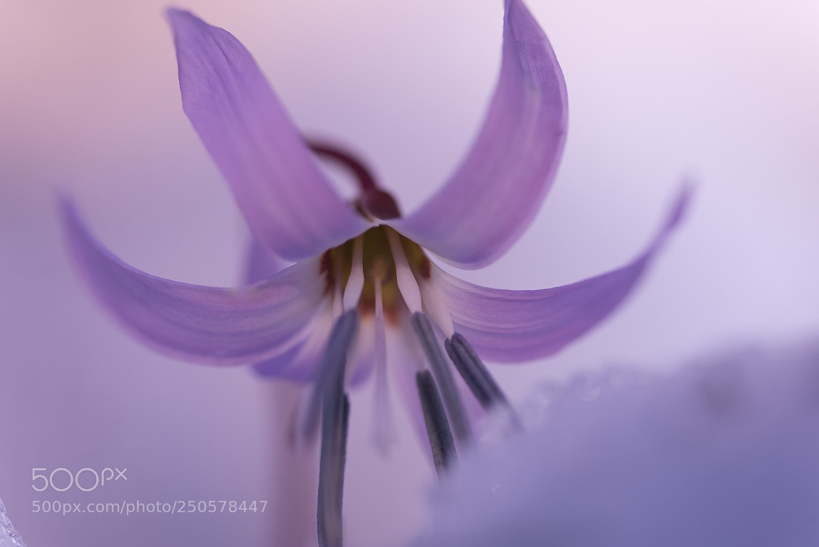 Nikon D810 sample photo. Dog’s tooth violet #4 photography