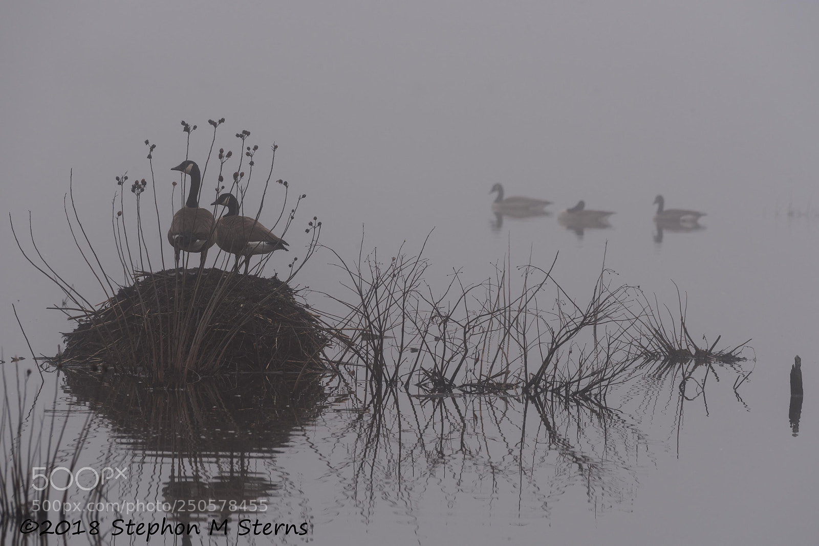 Nikon D810 sample photo. Foggy morning photography