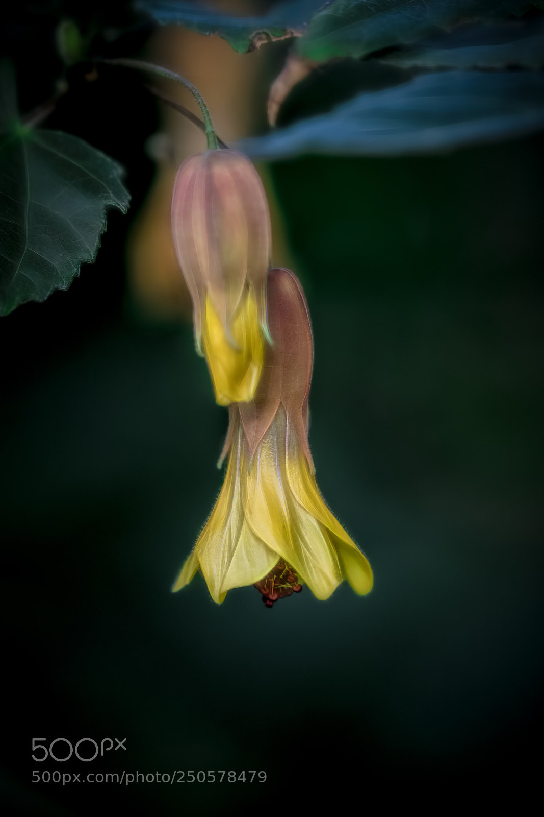 Canon EOS-1D X Mark II sample photo. Spring blossom photography
