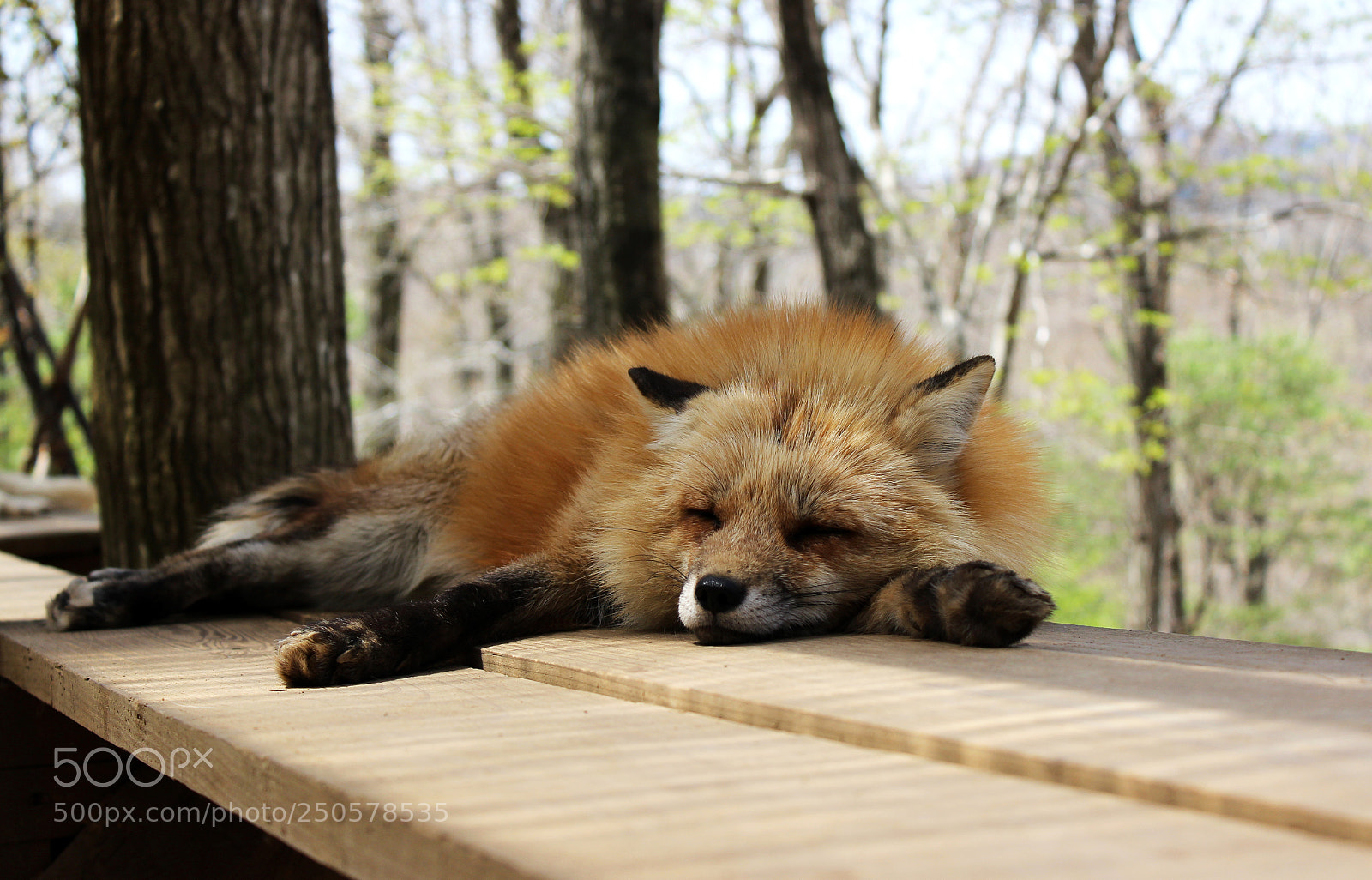 Canon EOS 600D (Rebel EOS T3i / EOS Kiss X5) sample photo. Wild fox sleeping photography